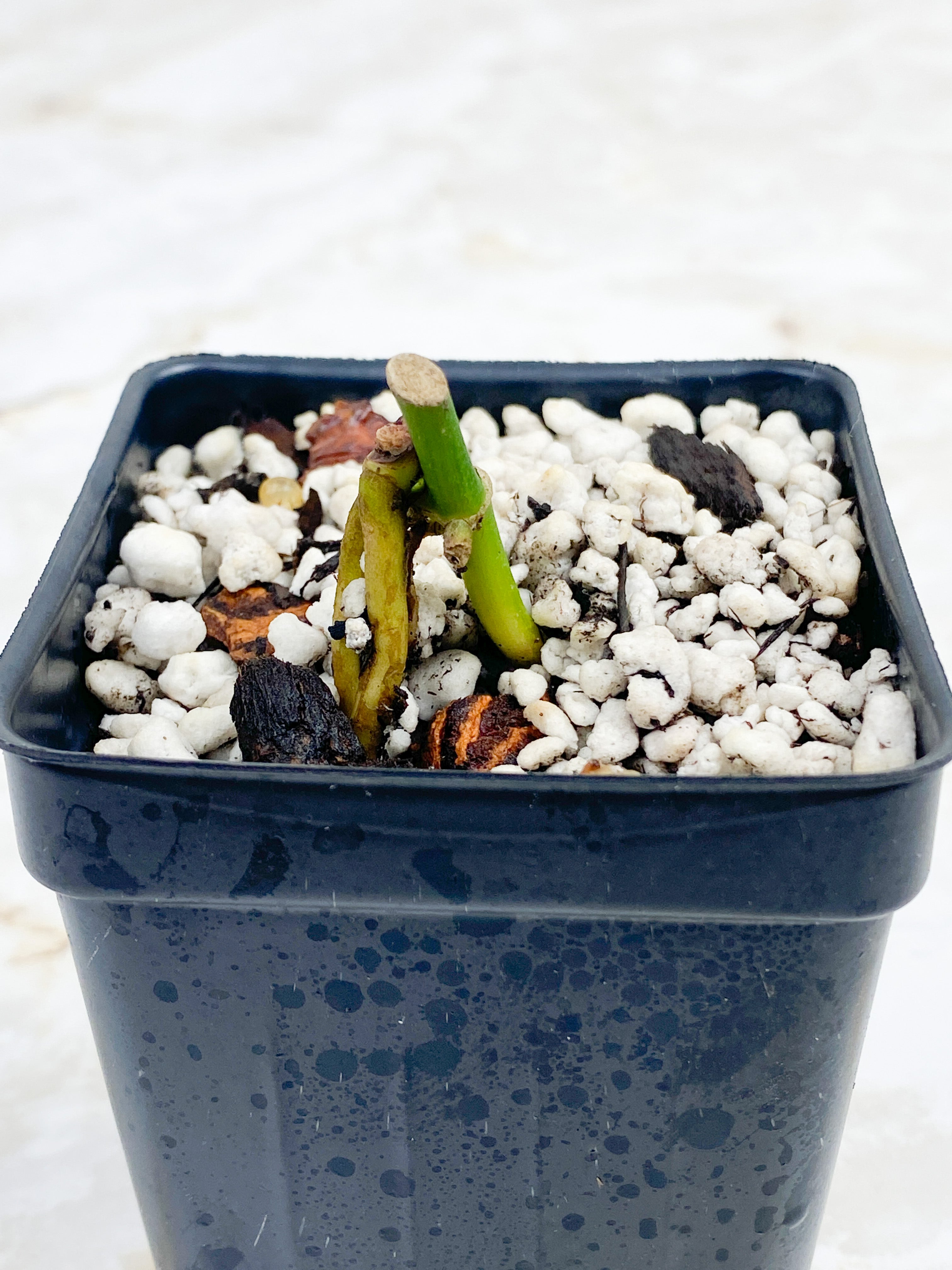 Monstera addansonii mint/ aurea node rooted