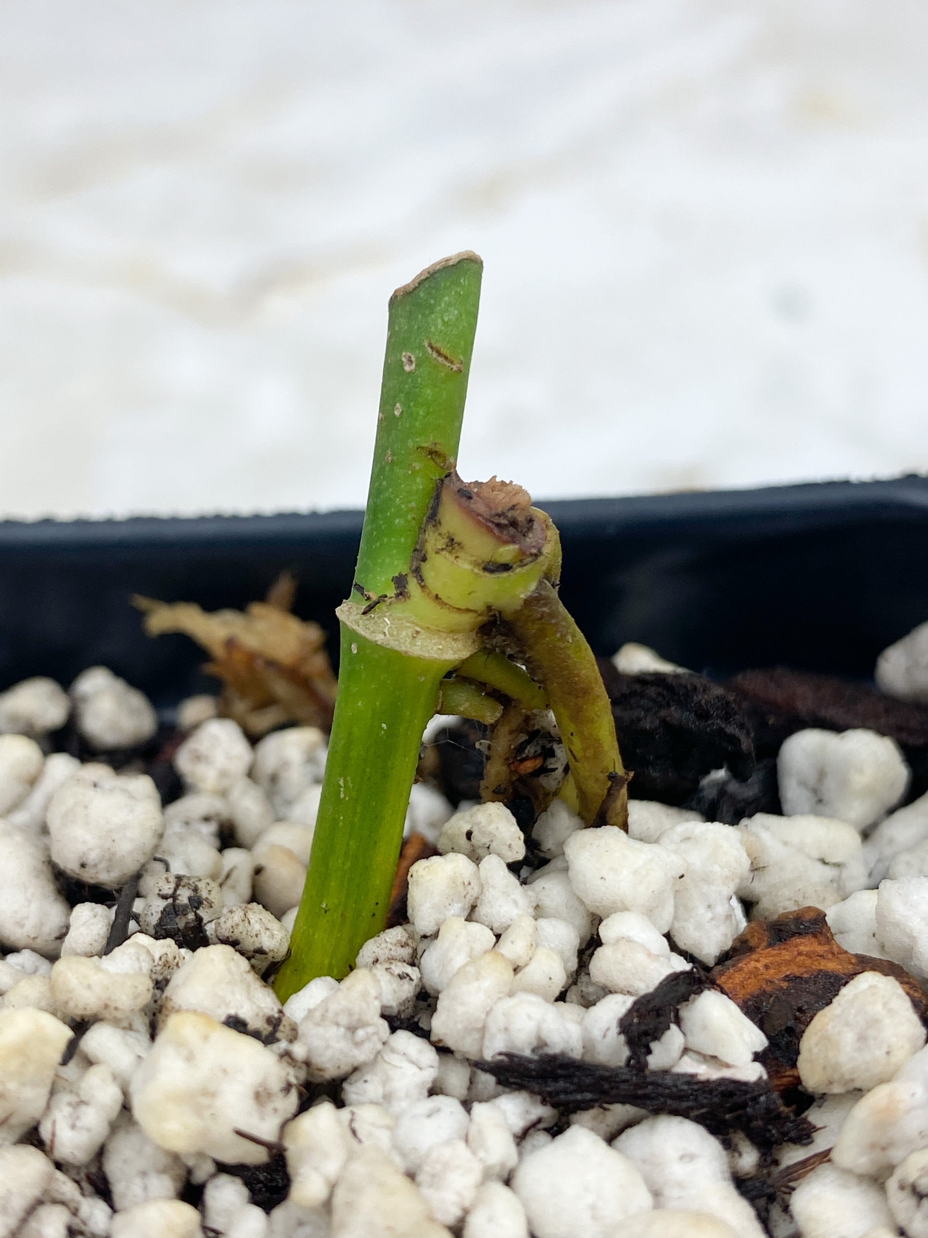 Monstera addansonii mint/ aurea node rooted