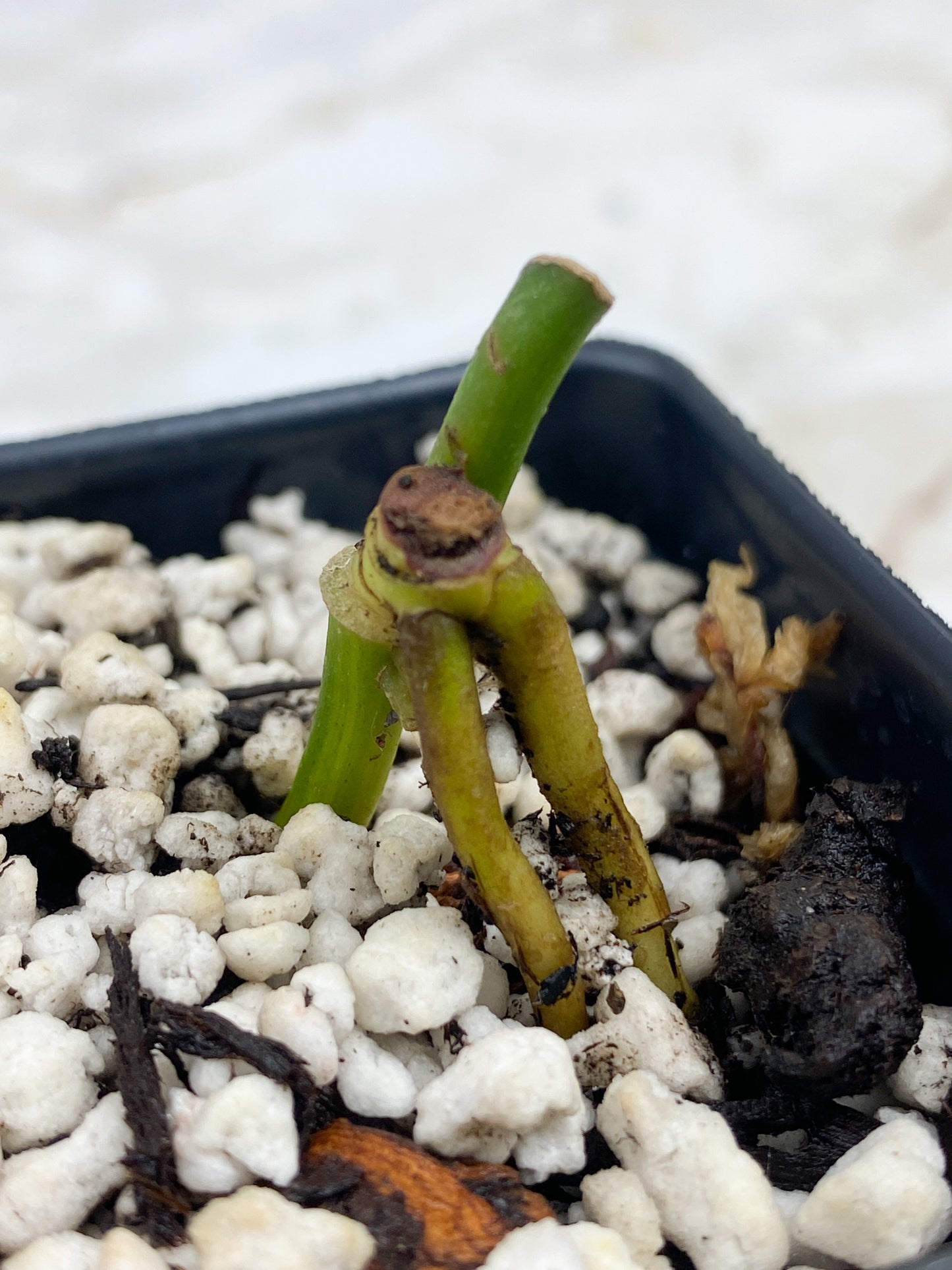 Monstera addansonii mint/ aurea node rooted