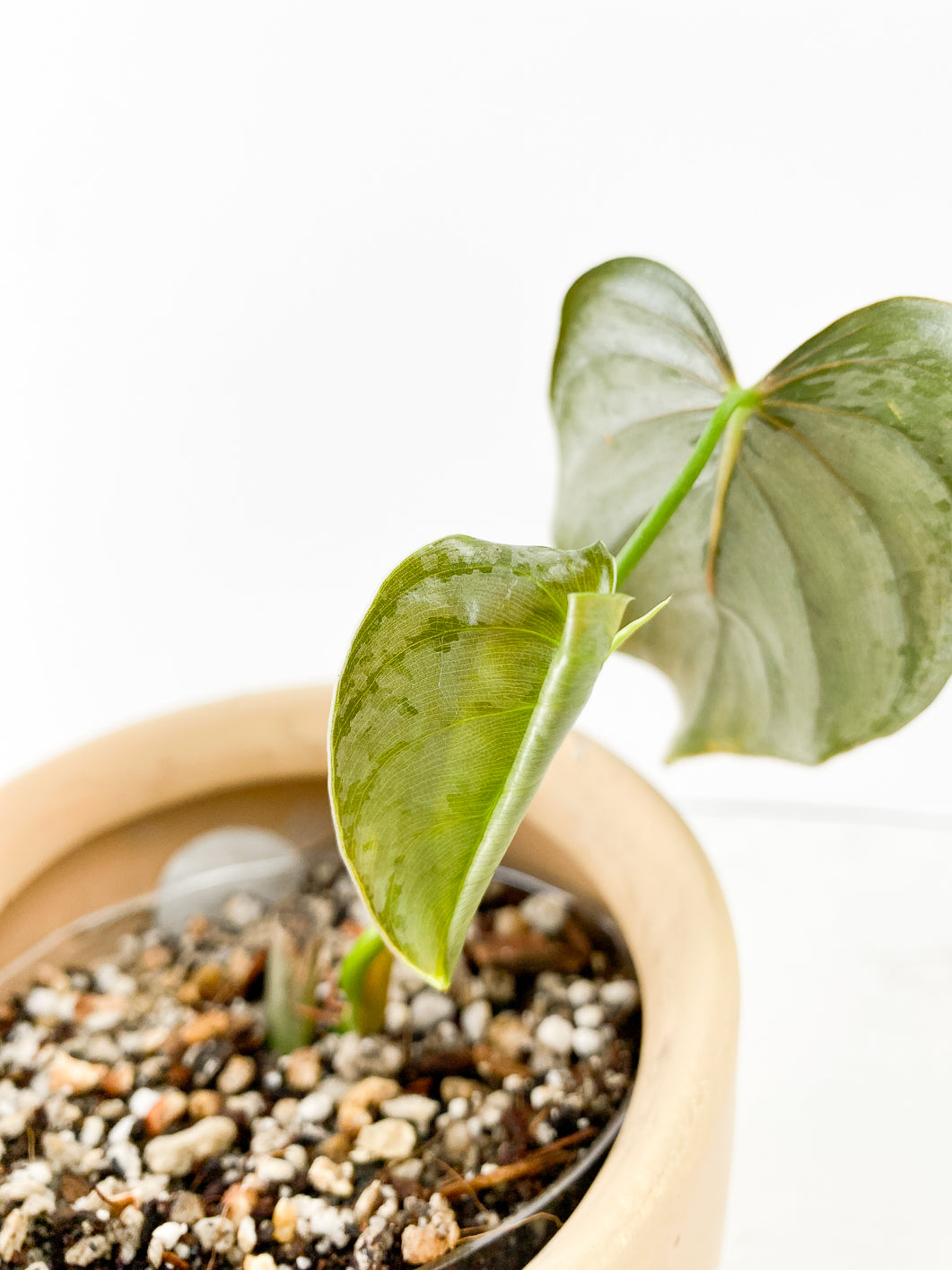 Philodendron  Brandtianum Wild Form 2 leaves 1 sprout