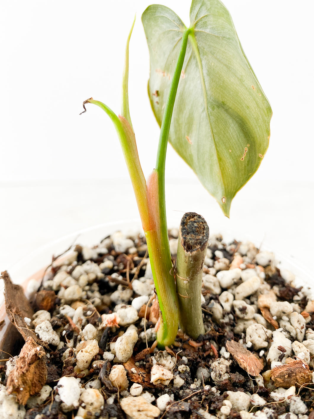 Philodendron  Brandtianum Wild Form 1 leaf 1 sprout Slightly Rooted