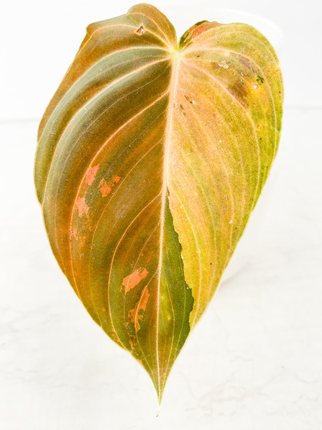 Philodendron Melanochrysum  Variegated  Rooting