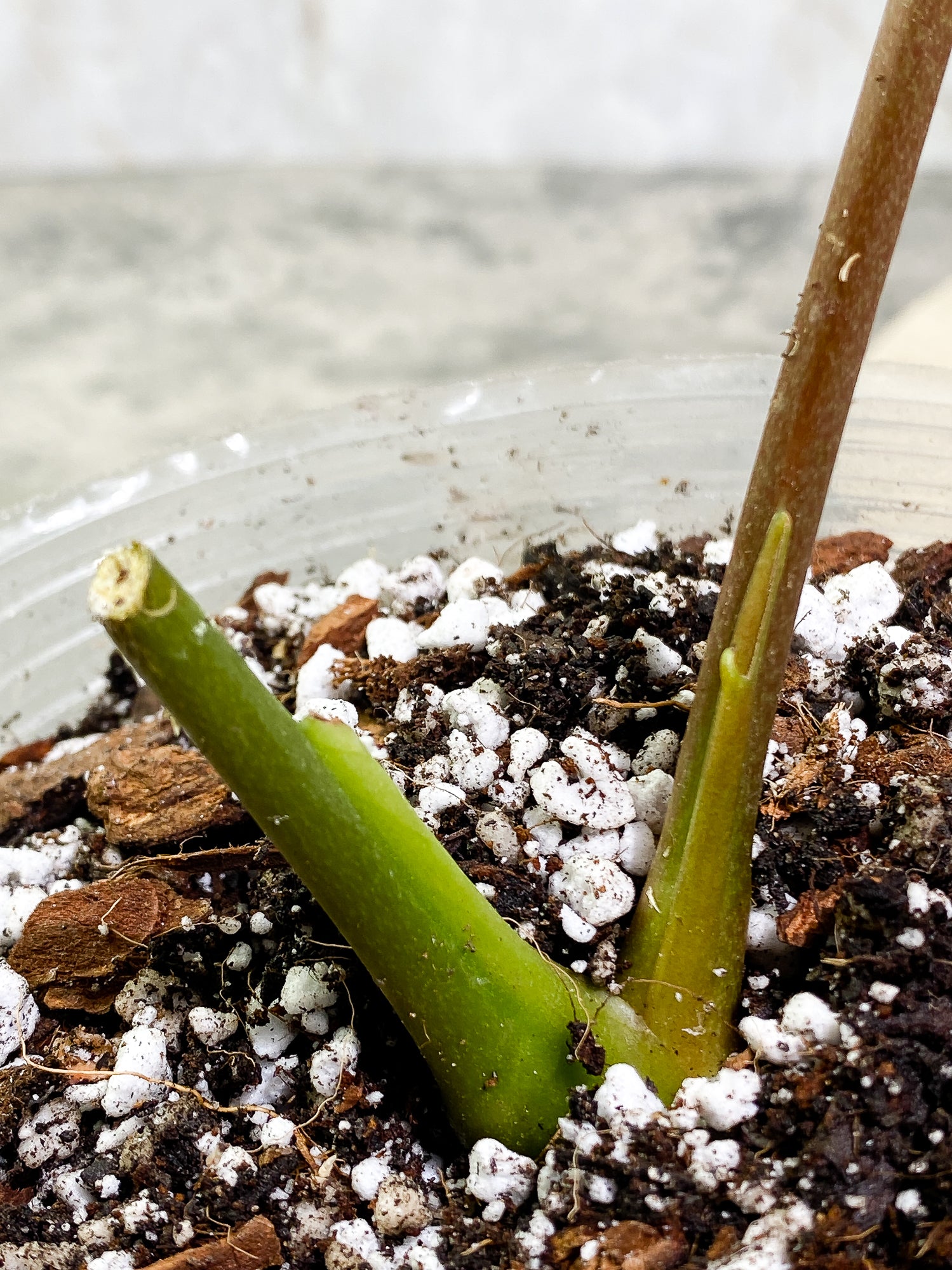 Anthurium Regale long form 1 leaf Rooted