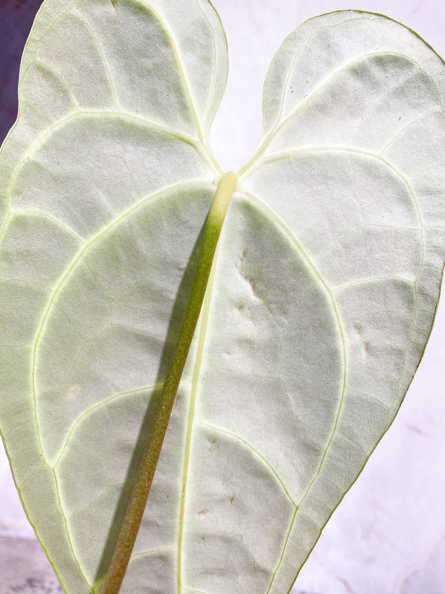 Anthurium Regale long form 1 leaf Rooted