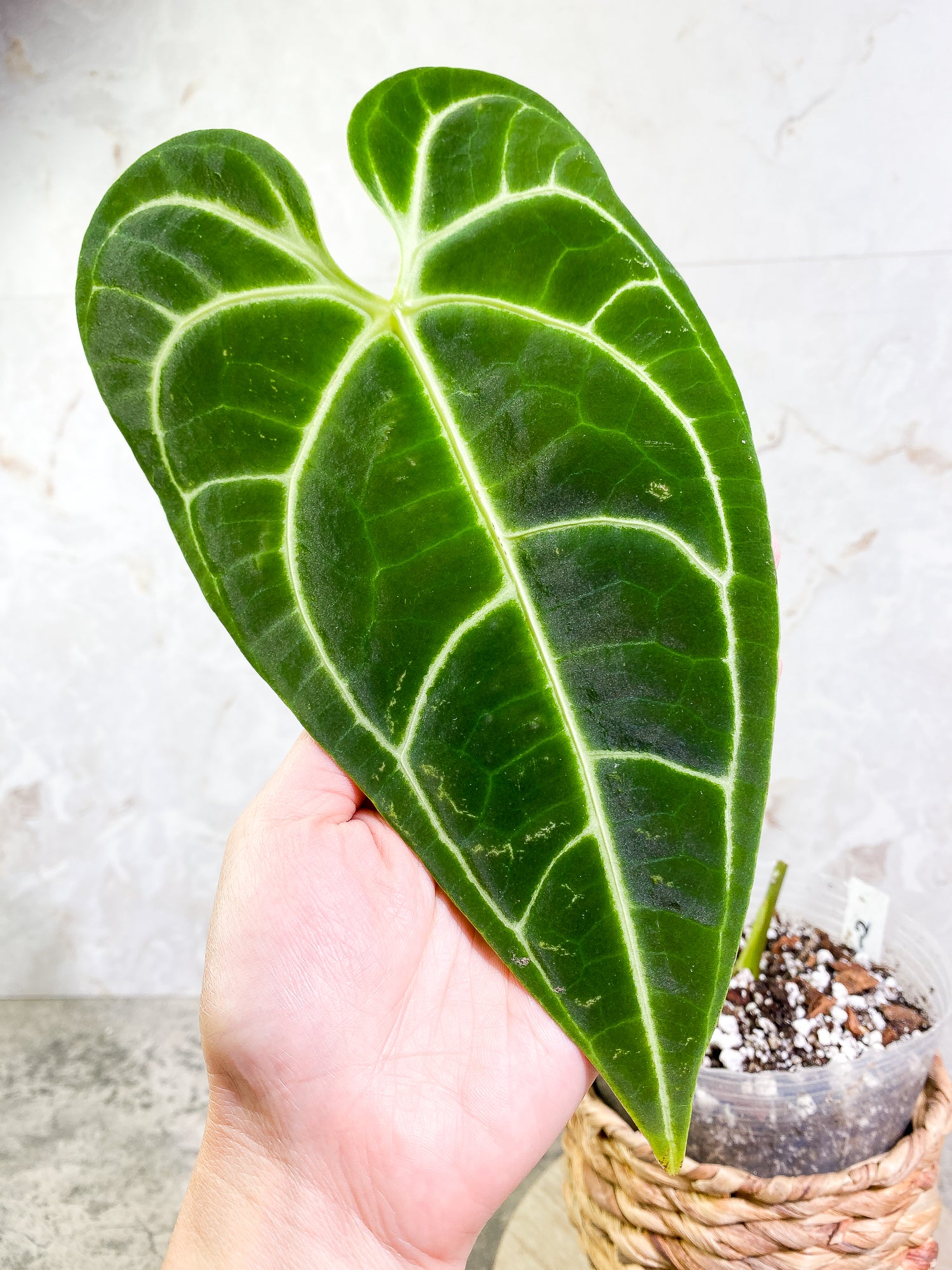 Anthurium Regale long form 1 leaf Rooted