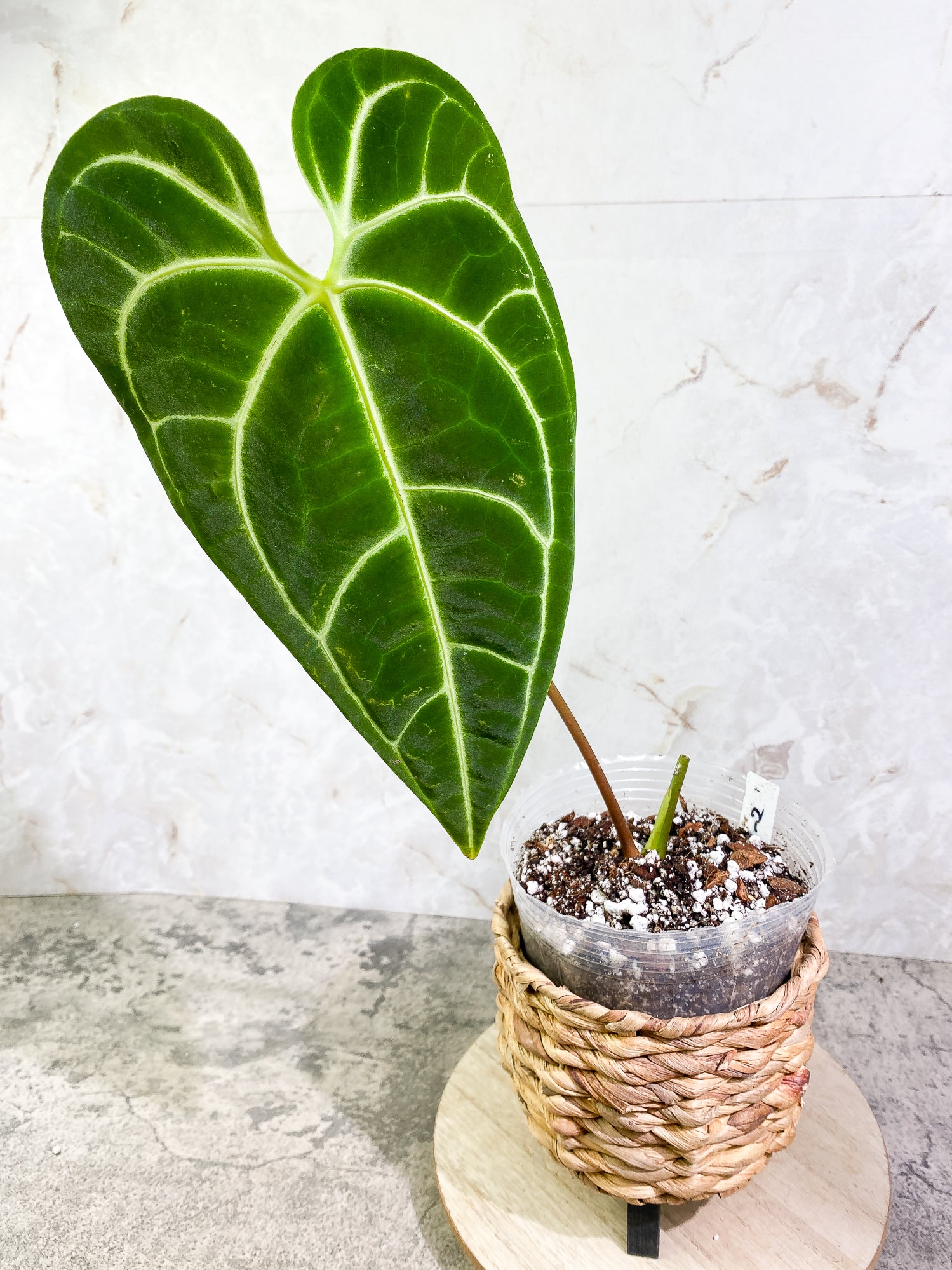 Anthurium Regale long form 1 leaf Rooted