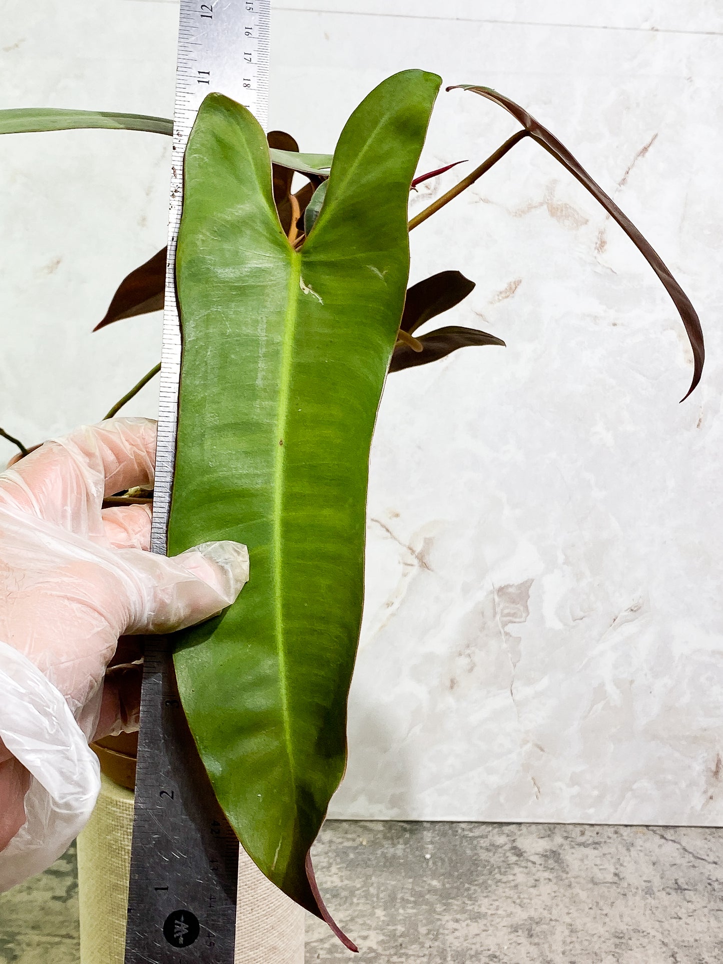 Philodendron Atabapoense 5 leaves 1 sprout fully rooted