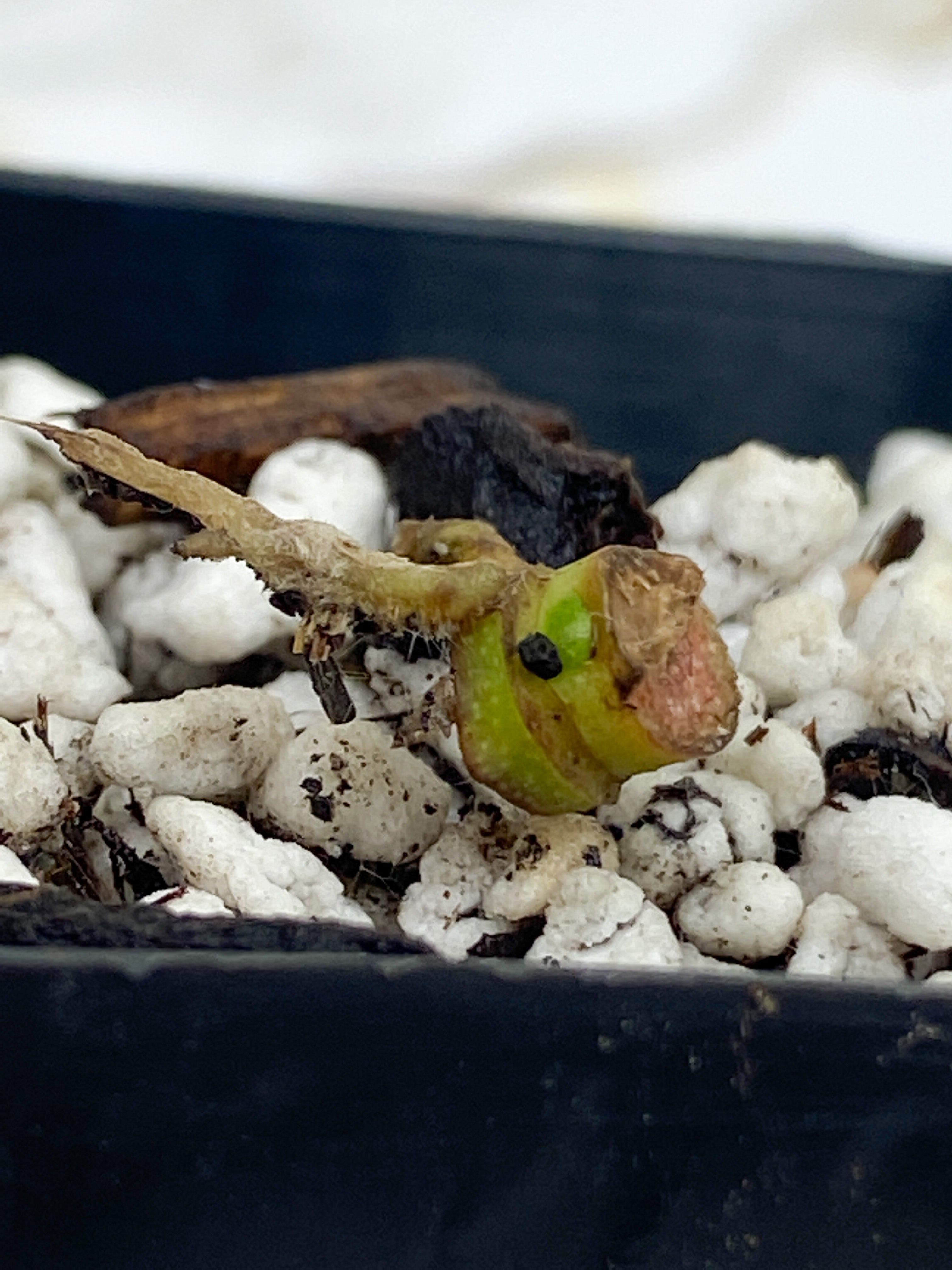 Monstera adansonii mint/aurea node - rooted  (First photo is the mother plant, which is not included in this sale)