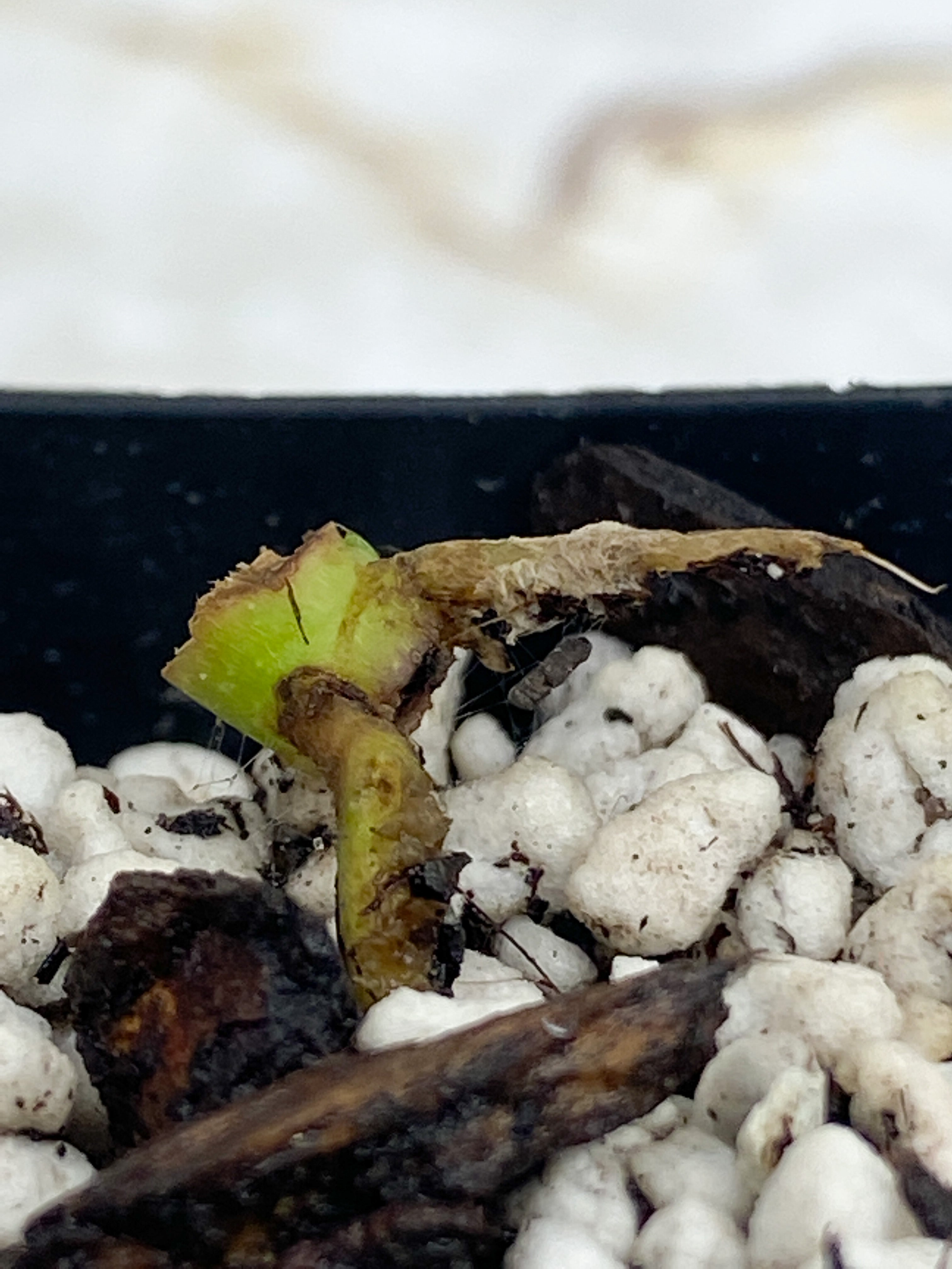 Monstera adansonii mint/aurea node - rooted  (First photo is the mother plant, which is not included in this sale)