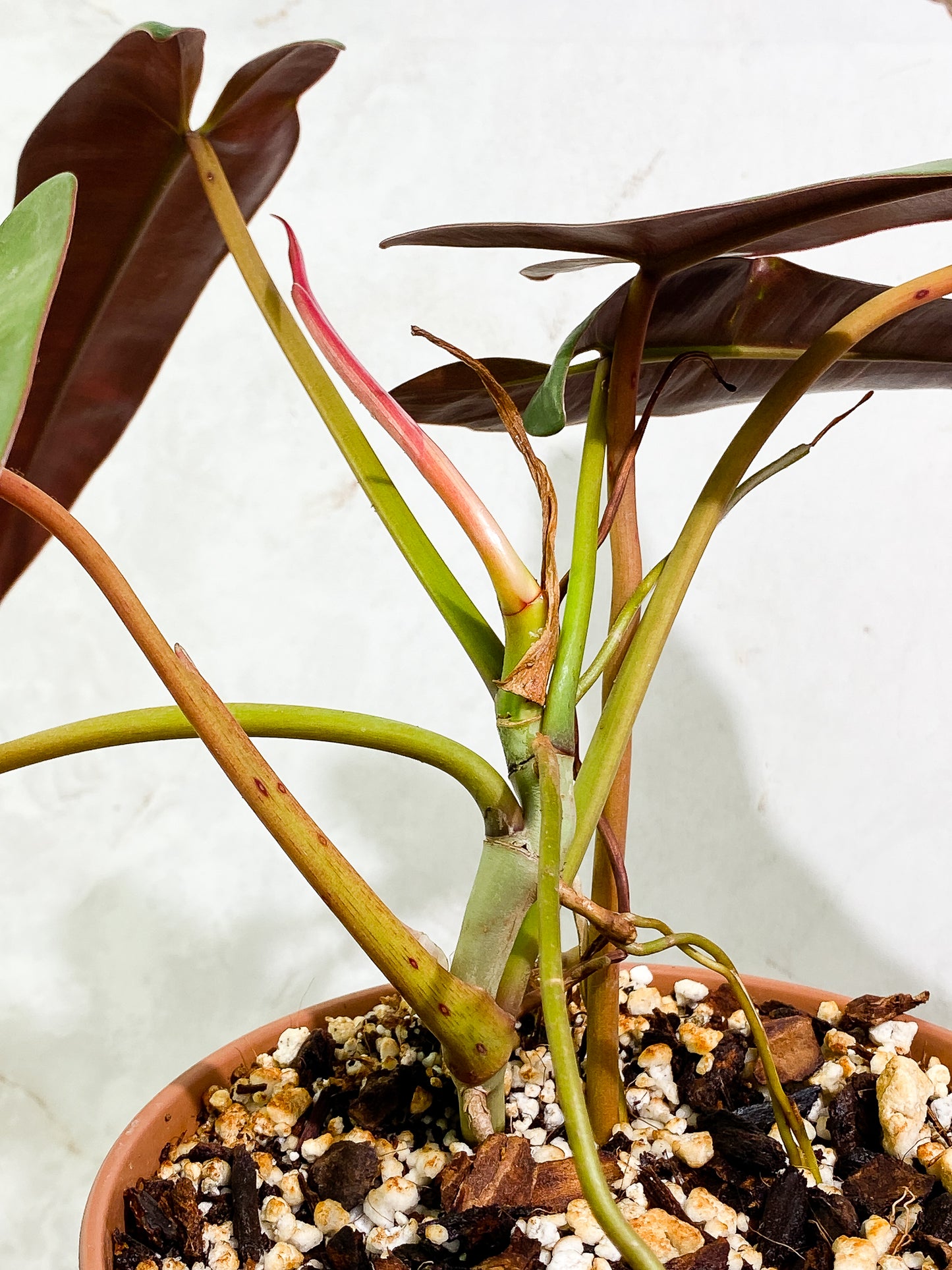 Philodendron Atabapoense 5 leaves 1 sprout fully rooted