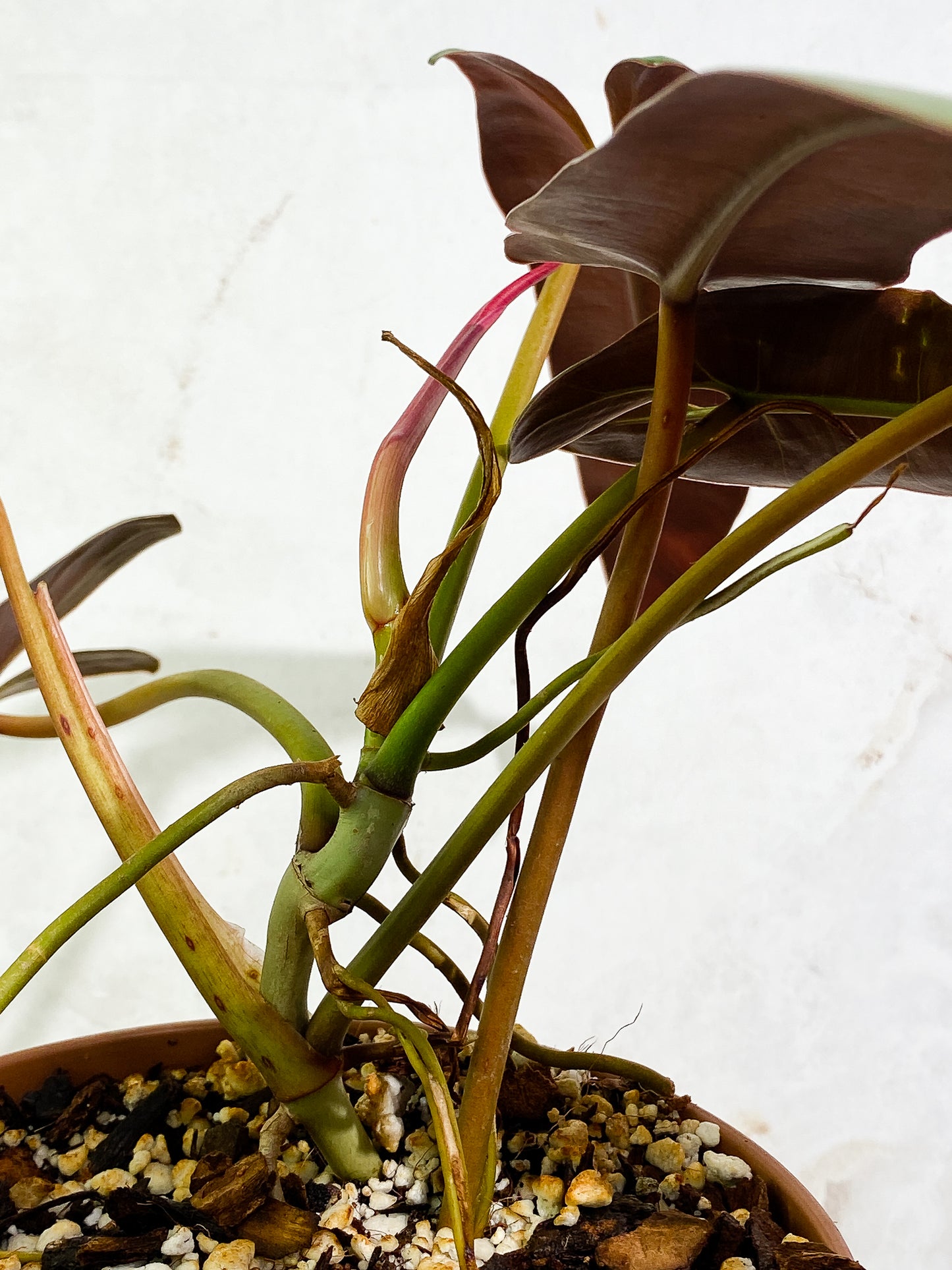 Philodendron Atabapoense 5 leaves 1 sprout fully rooted