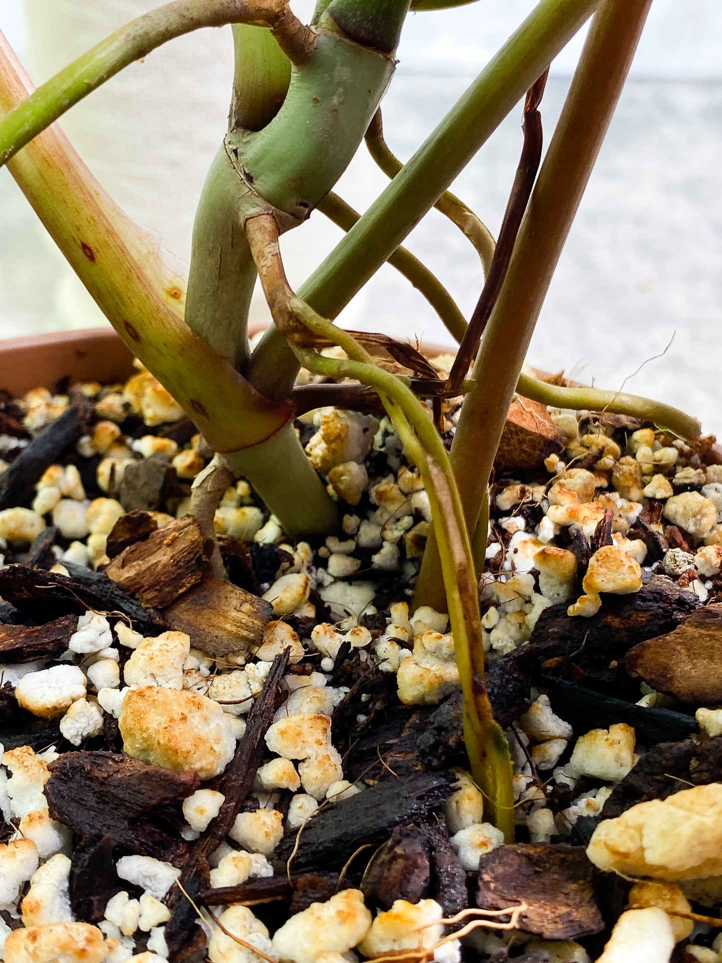 Philodendron Atabapoense 5 leaves 1 sprout fully rooted