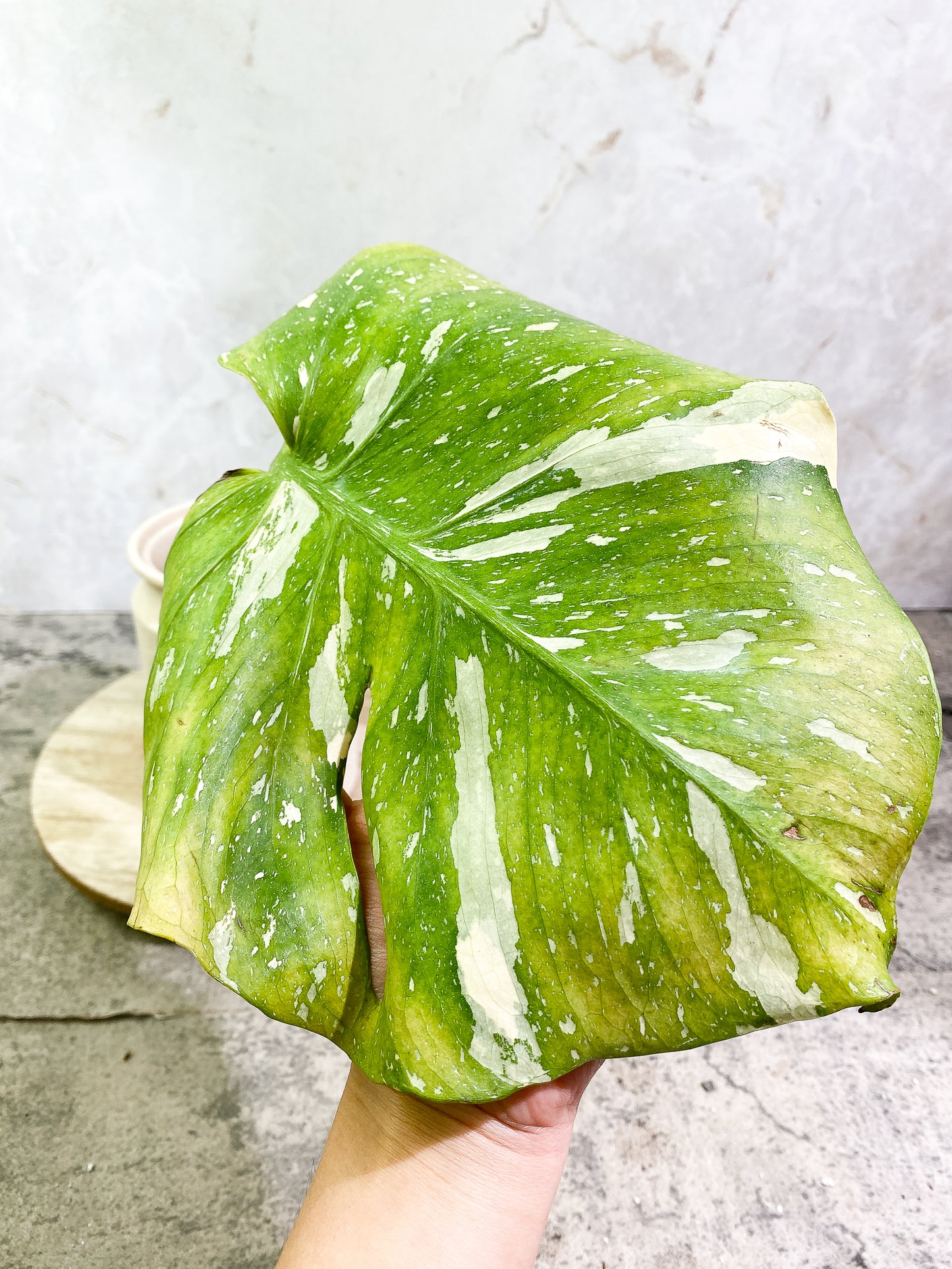 MOnstera Thai Constellation 1 leaf Slightly Rooted