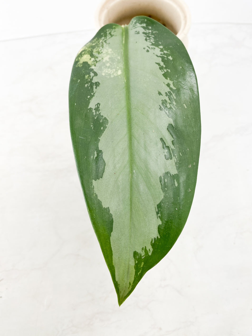 Aglaonema Suvarnabhumi variegated (Vairegated Airport) 1 leaf Rooted