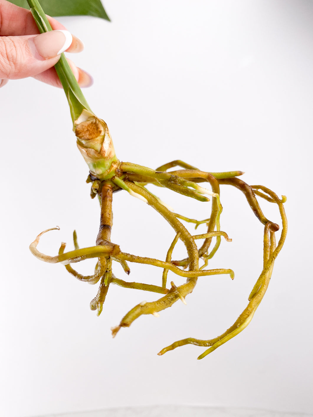 Aglaonema Suvarnabhumi variegated (Vairegated Airport) 1 leaf Rooted