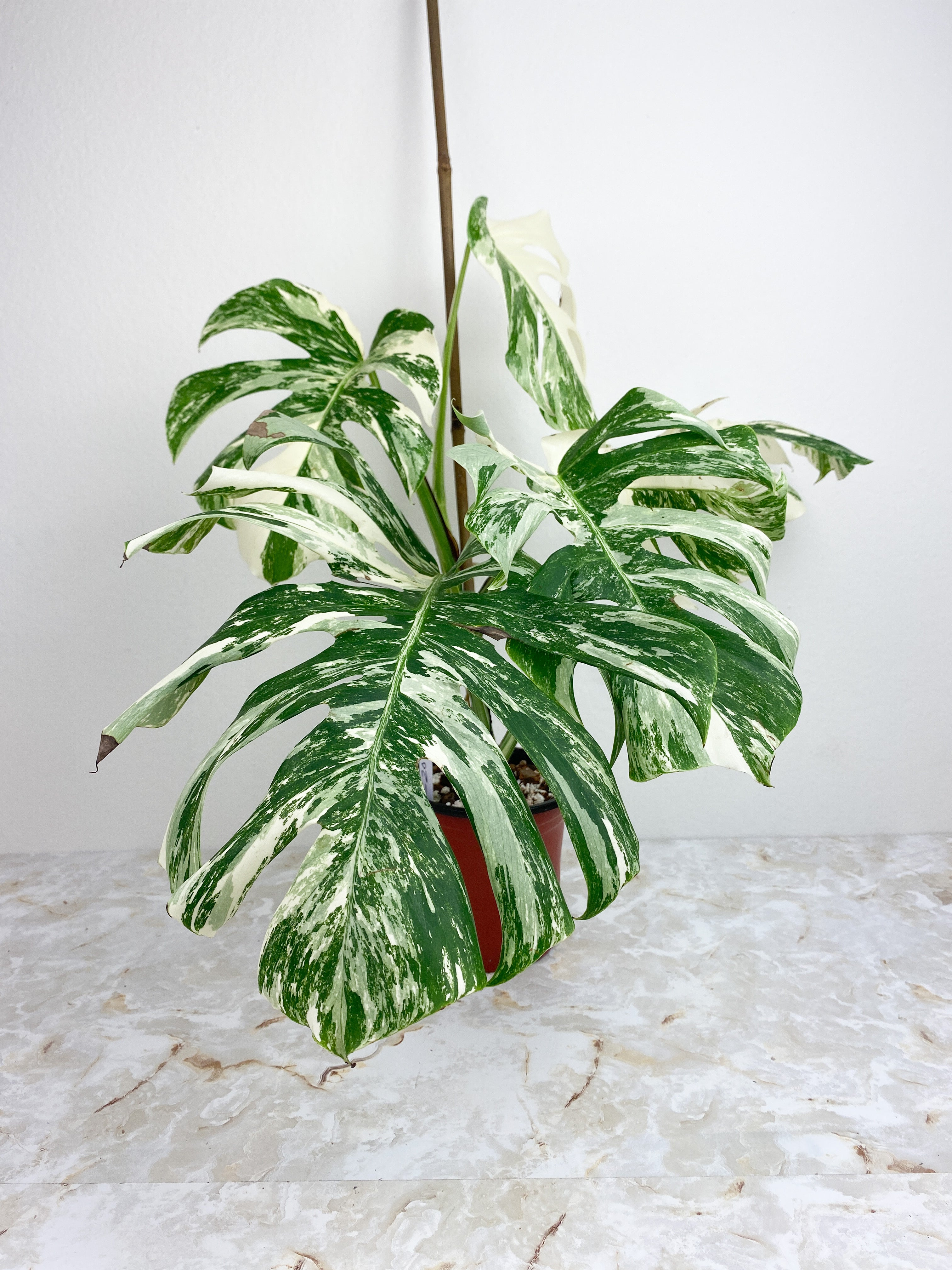 Highly Variegated Monstera Albo 6 leaves rooted