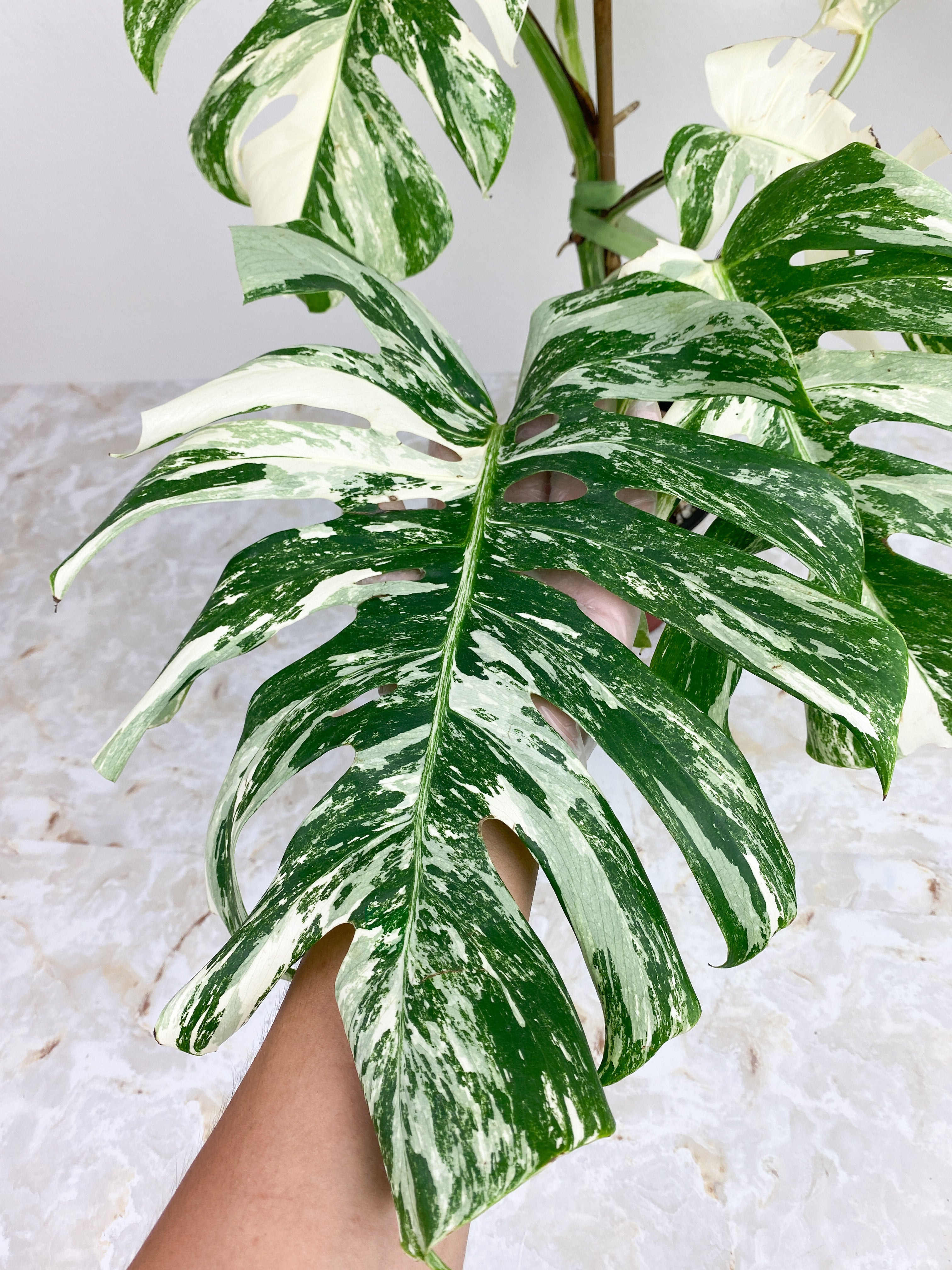 Highly Variegated Monstera Albo 6 leaves rooted