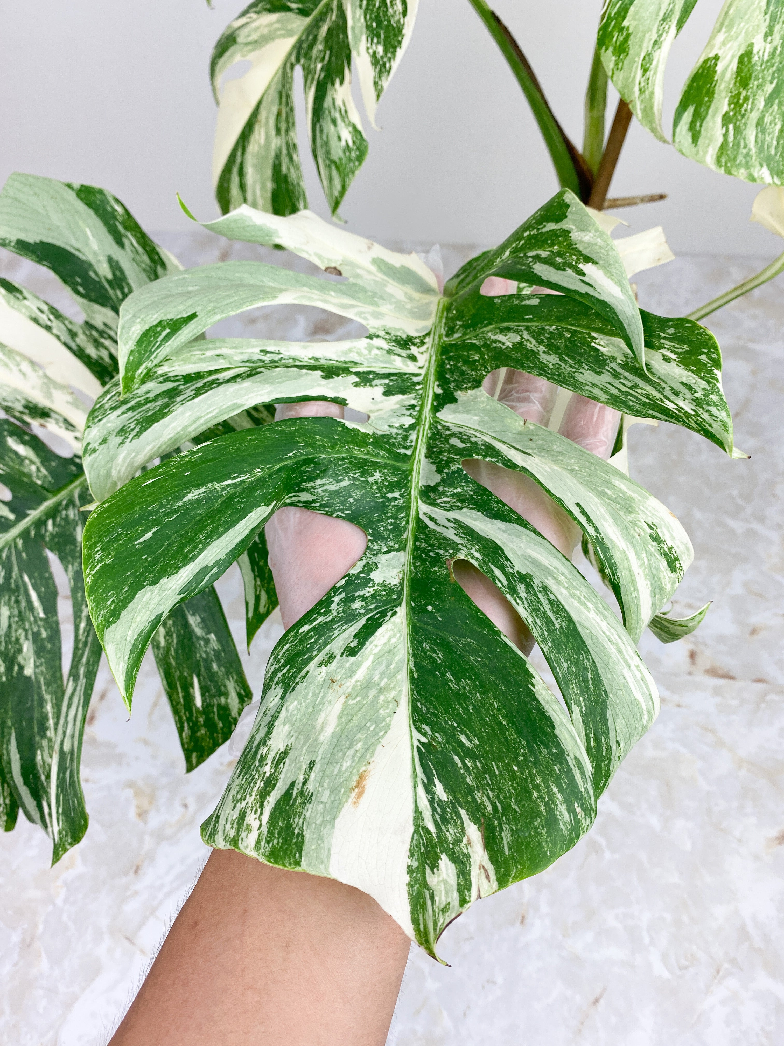 Highly Variegated Monstera Albo 6 leaves rooted