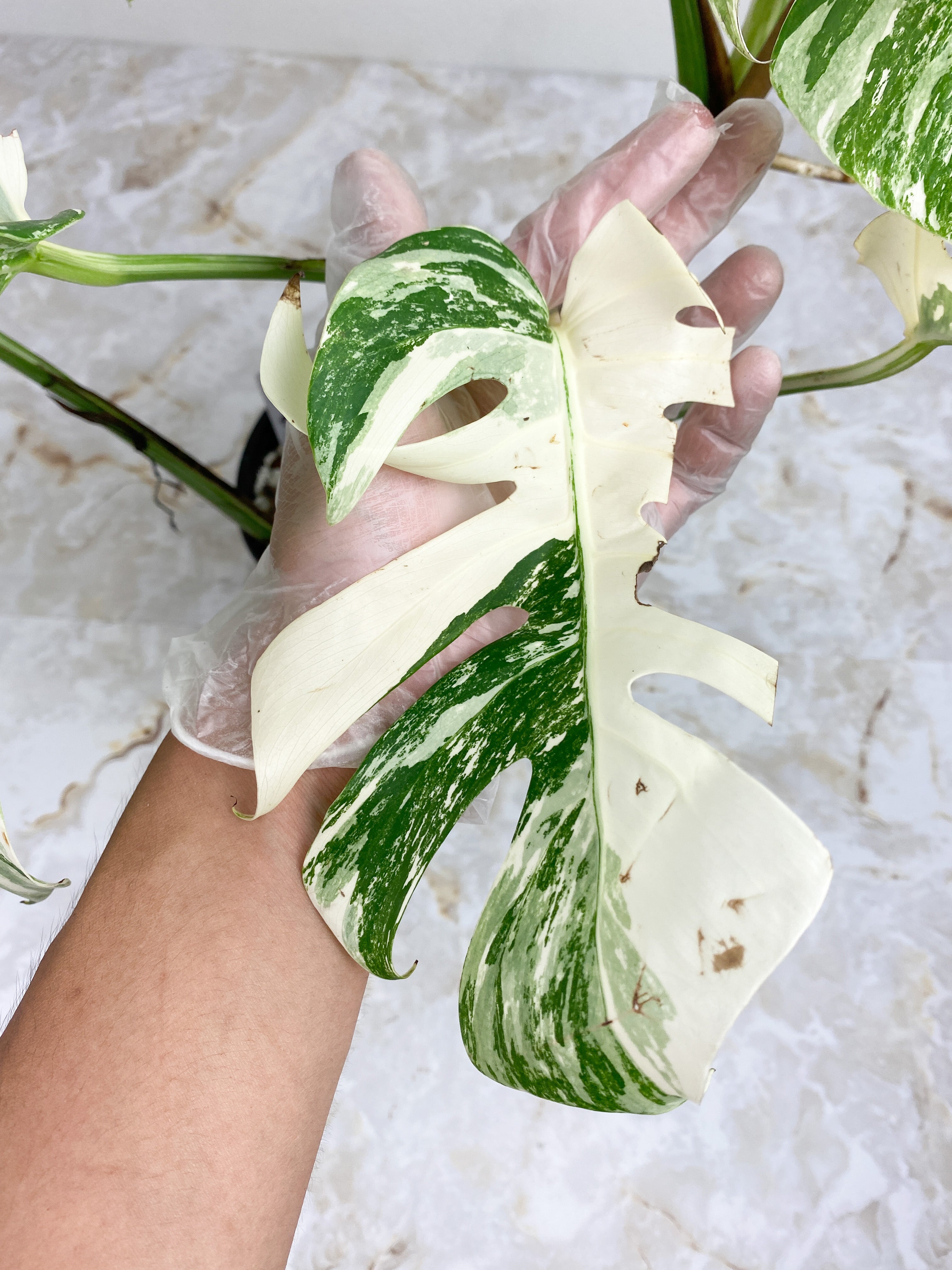 Highly Variegated Monstera Albo 6 leaves rooted