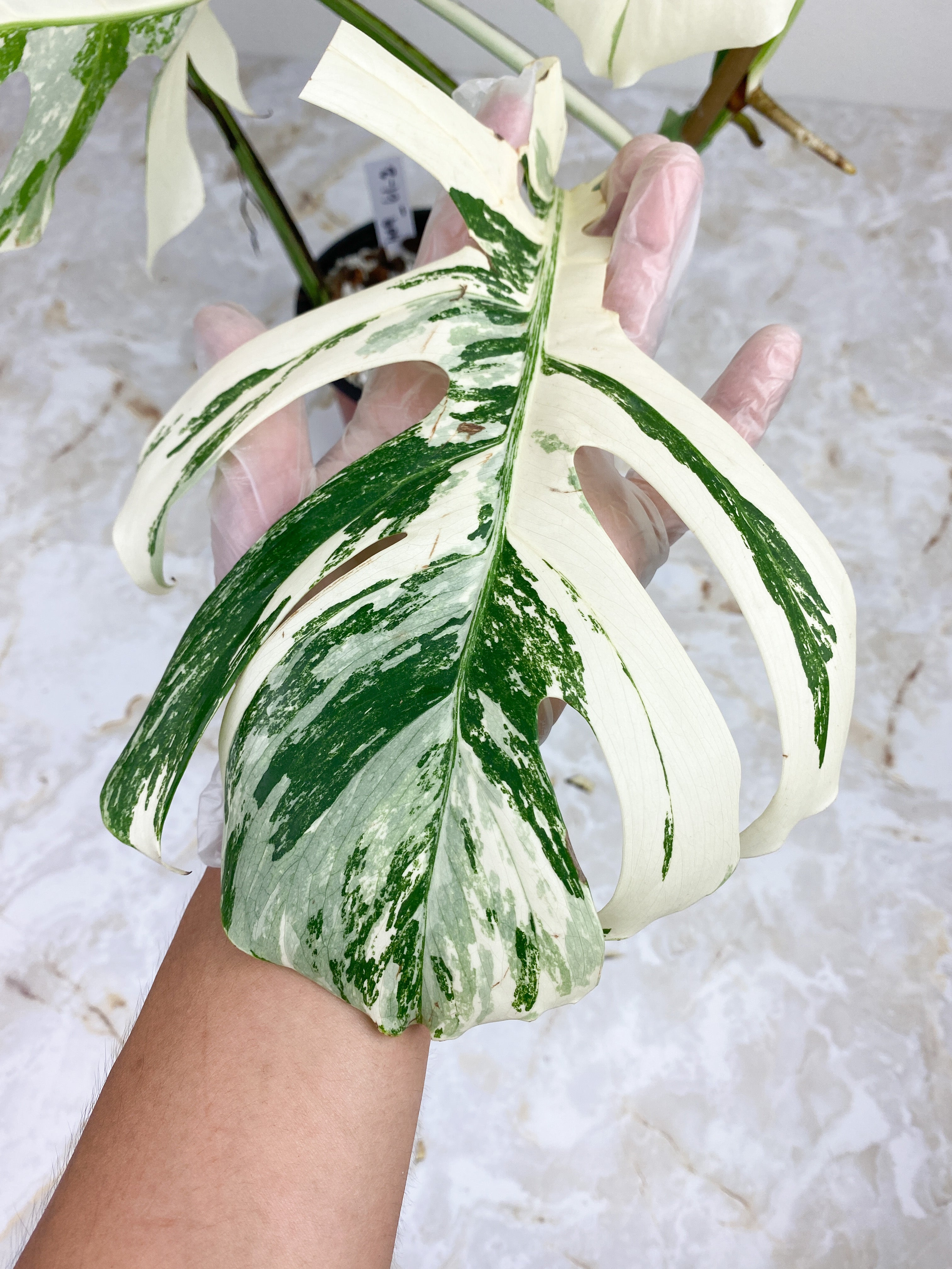 Highly Variegated Monstera Albo 6 leaves rooted