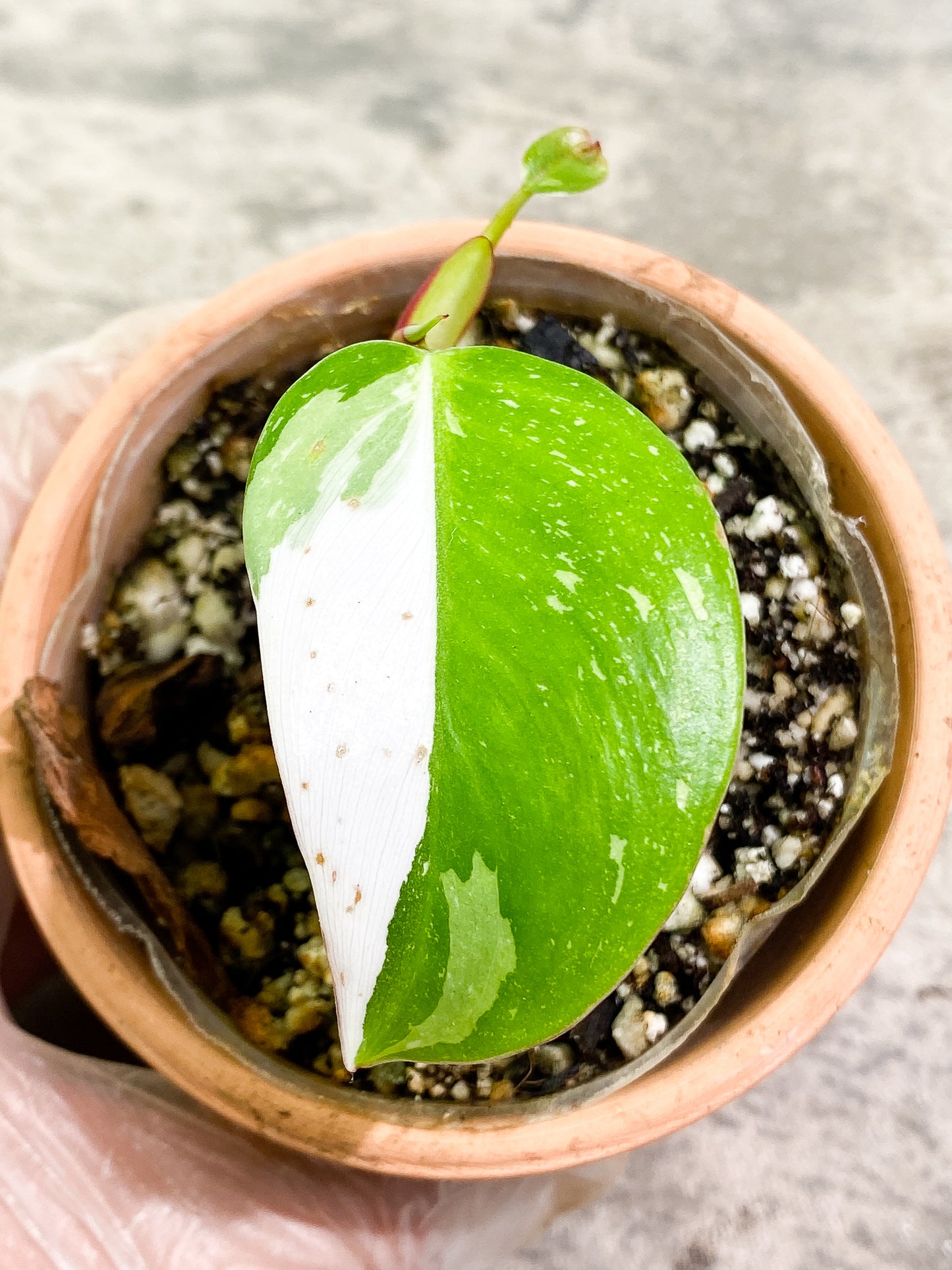 Philodendron White Princess 2 leaves 1 sprout fully rooted