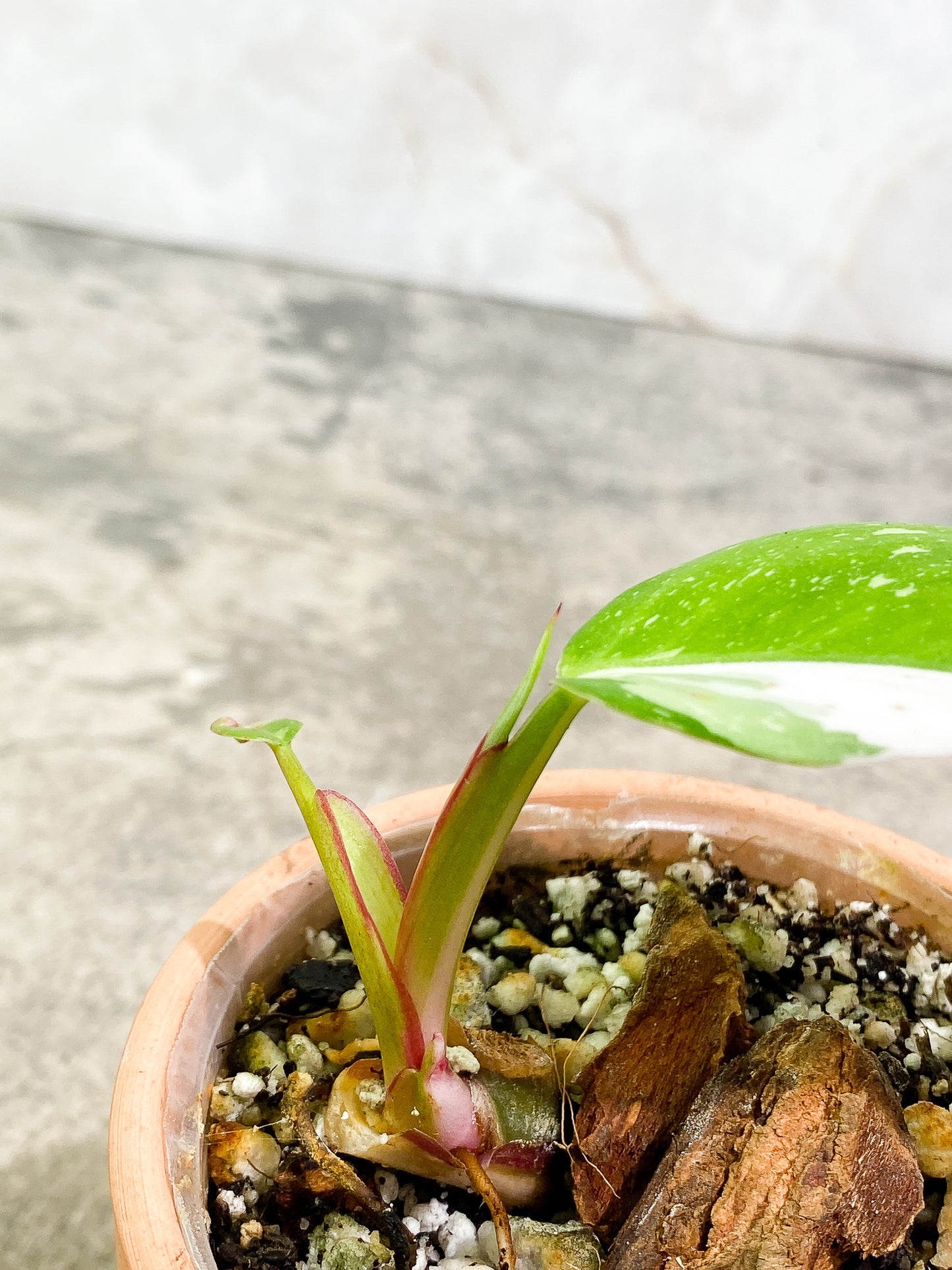 Philodendron White Princess 2 leaves 1 sprout fully rooted