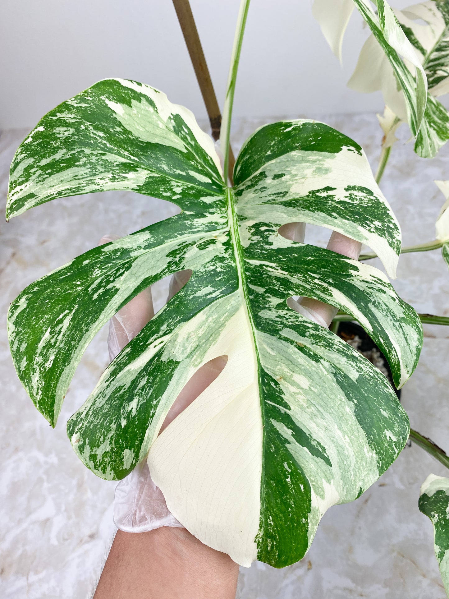 Highly Variegated Monstera Albo 6 leaves rooted