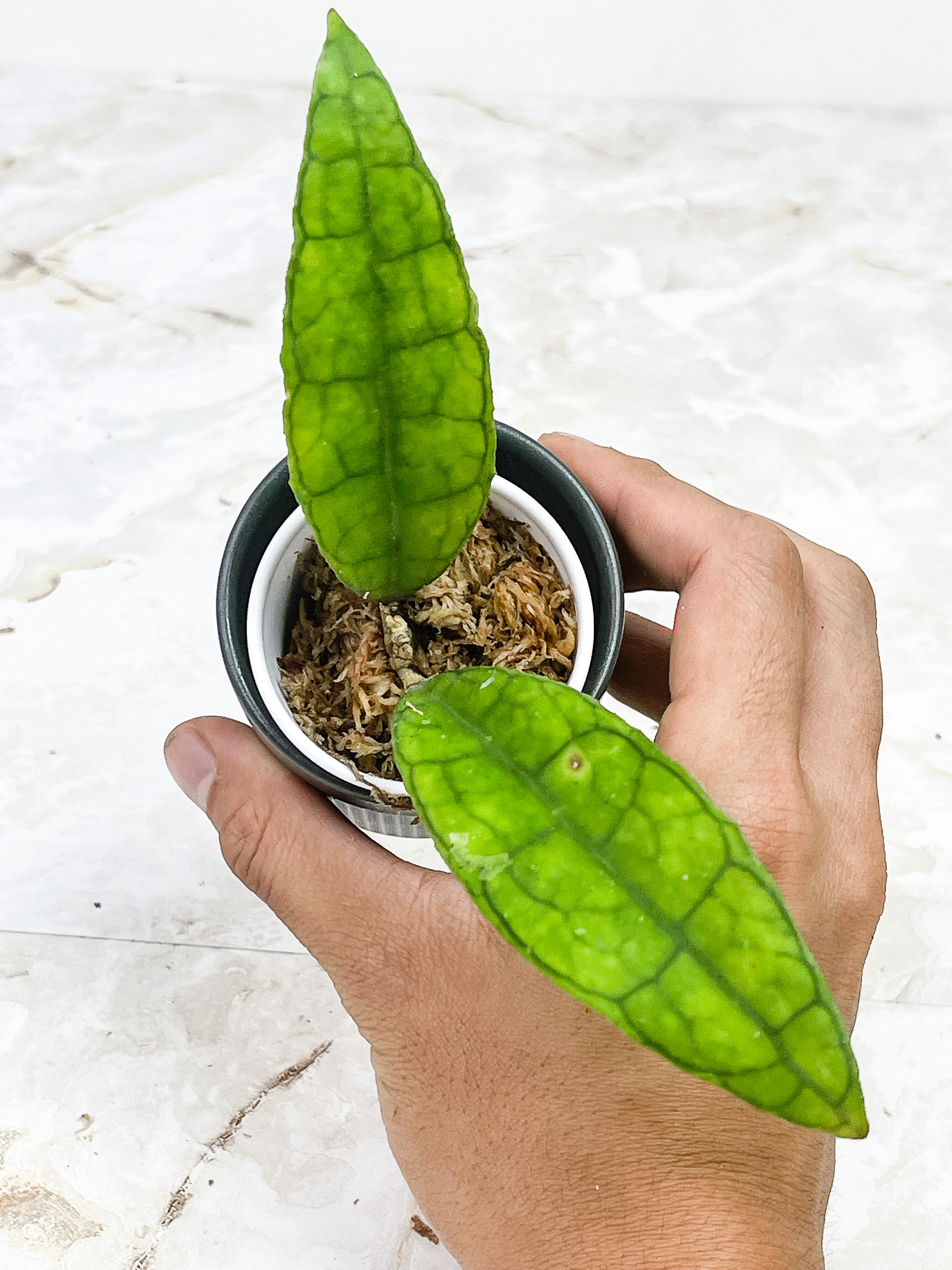 Hoya Finlaysonii  "Ripples Leaf"