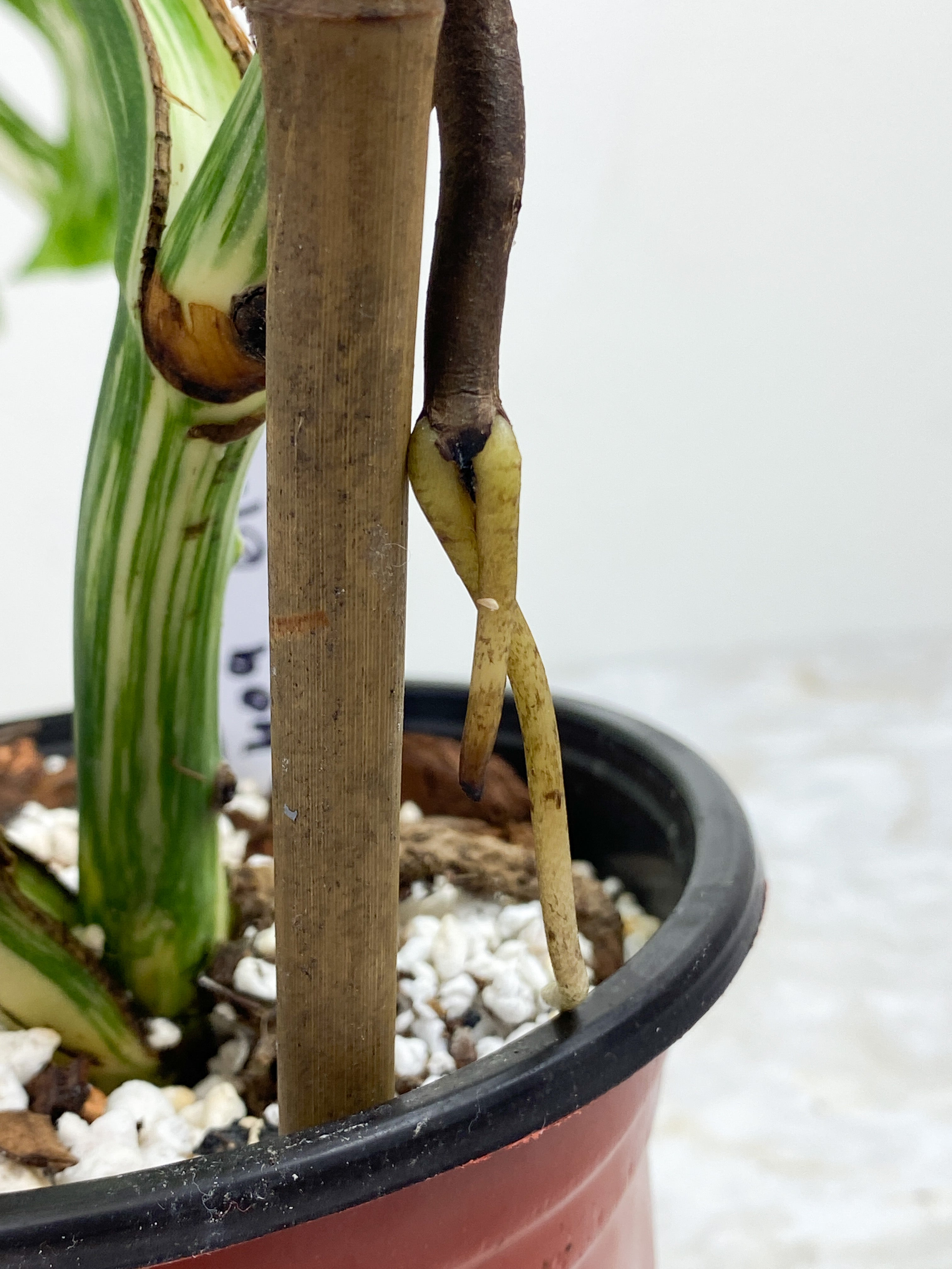 Highly Variegated Monstera Albo 6 leaves rooted