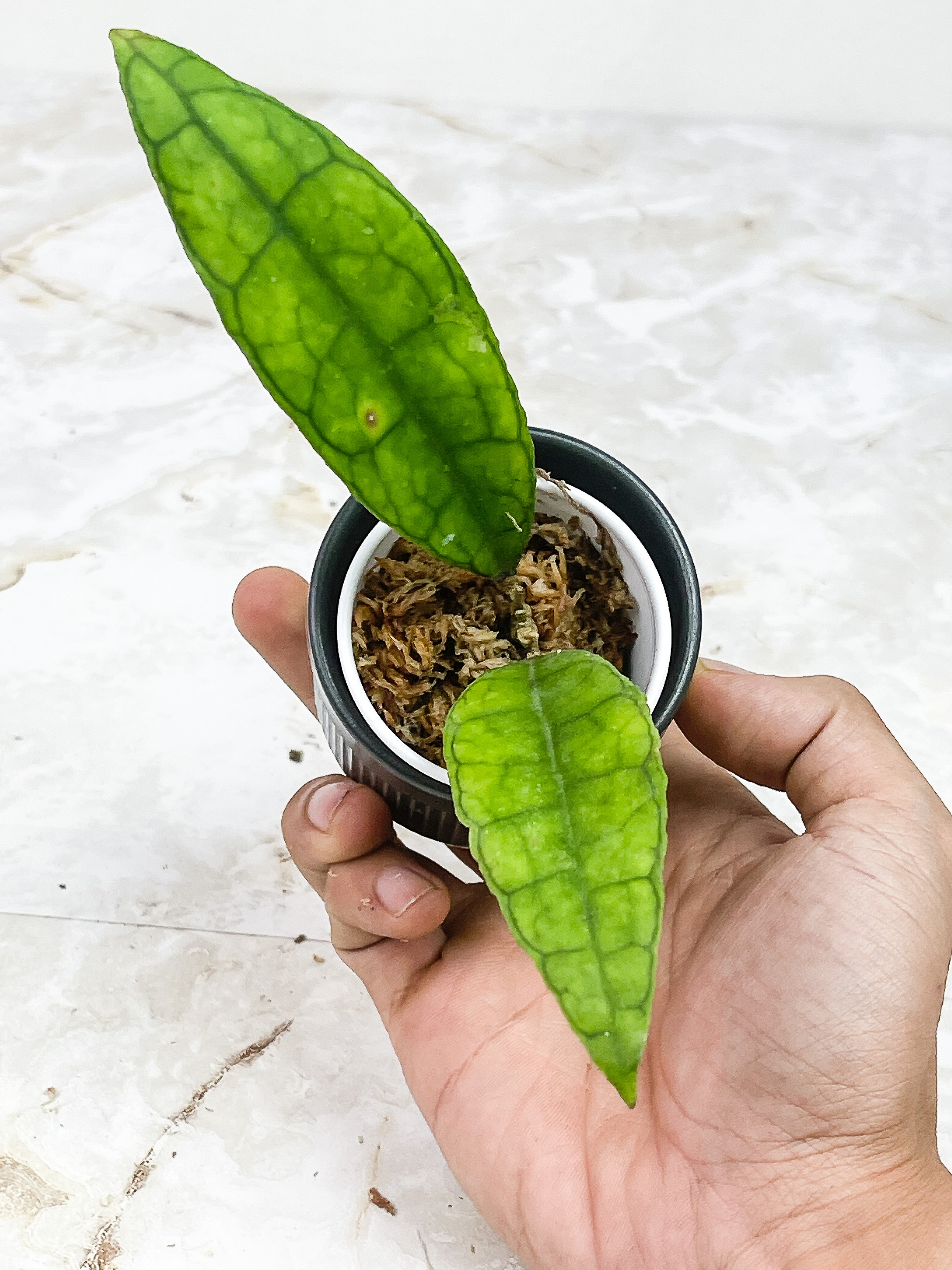 Hoya Finlaysonii  "Ripples Leaf"