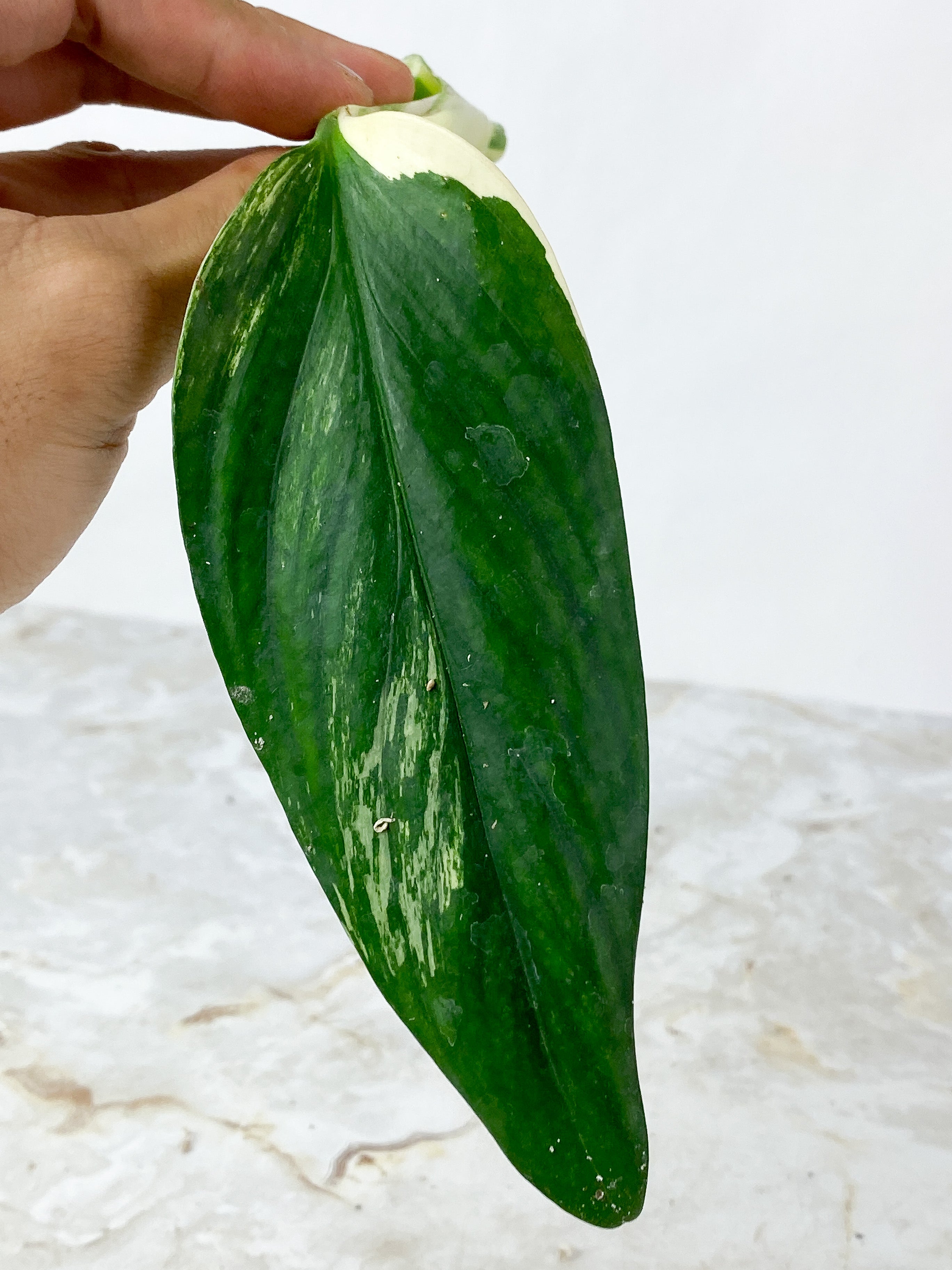 NOT FOR SALE: Monstera standleyana aurea rooting cutting: $55
