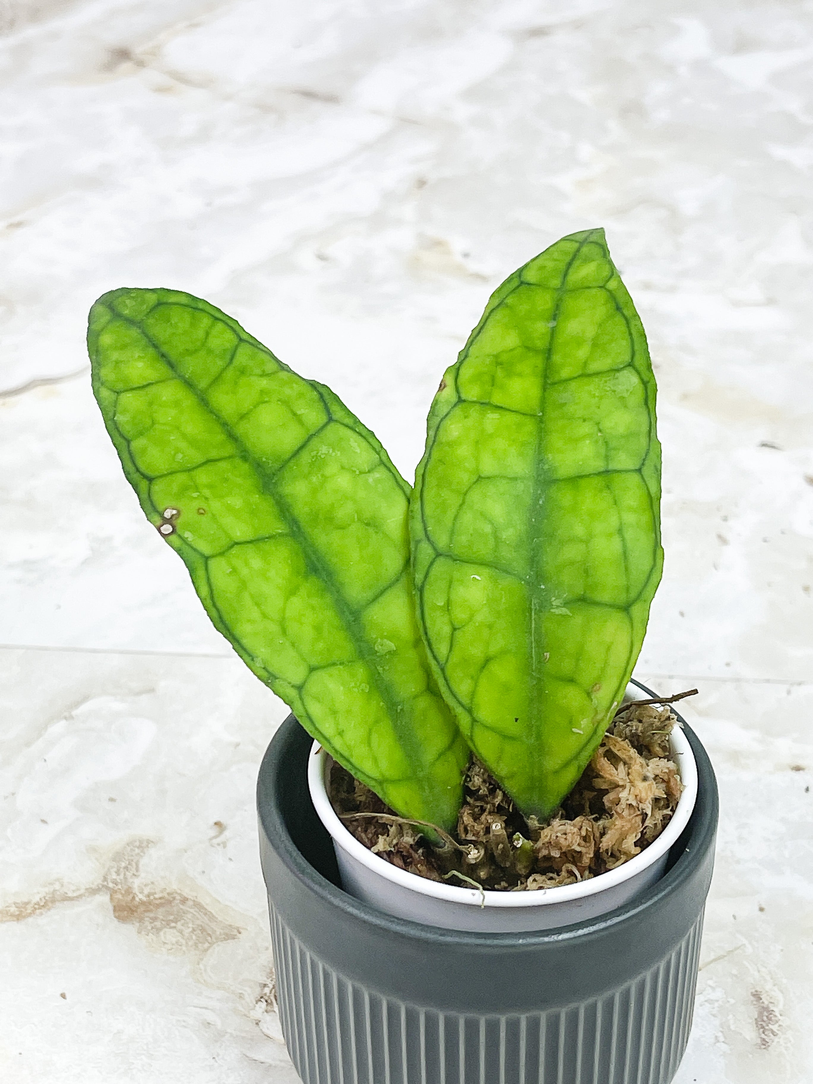 Hoya Finlaysonii  "Ripples Leaf"