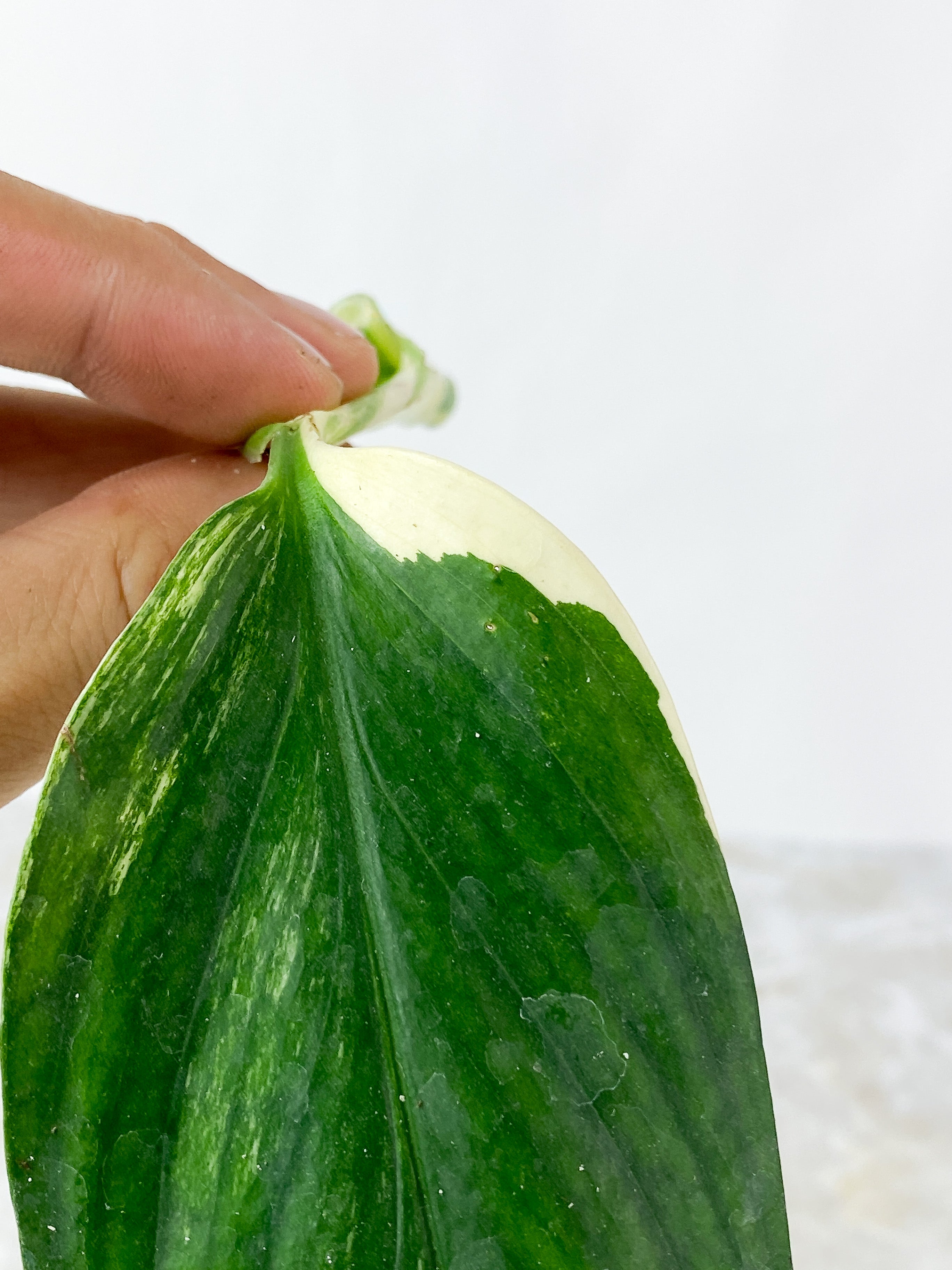 NOT FOR SALE: Monstera standleyana aurea rooting cutting: $55