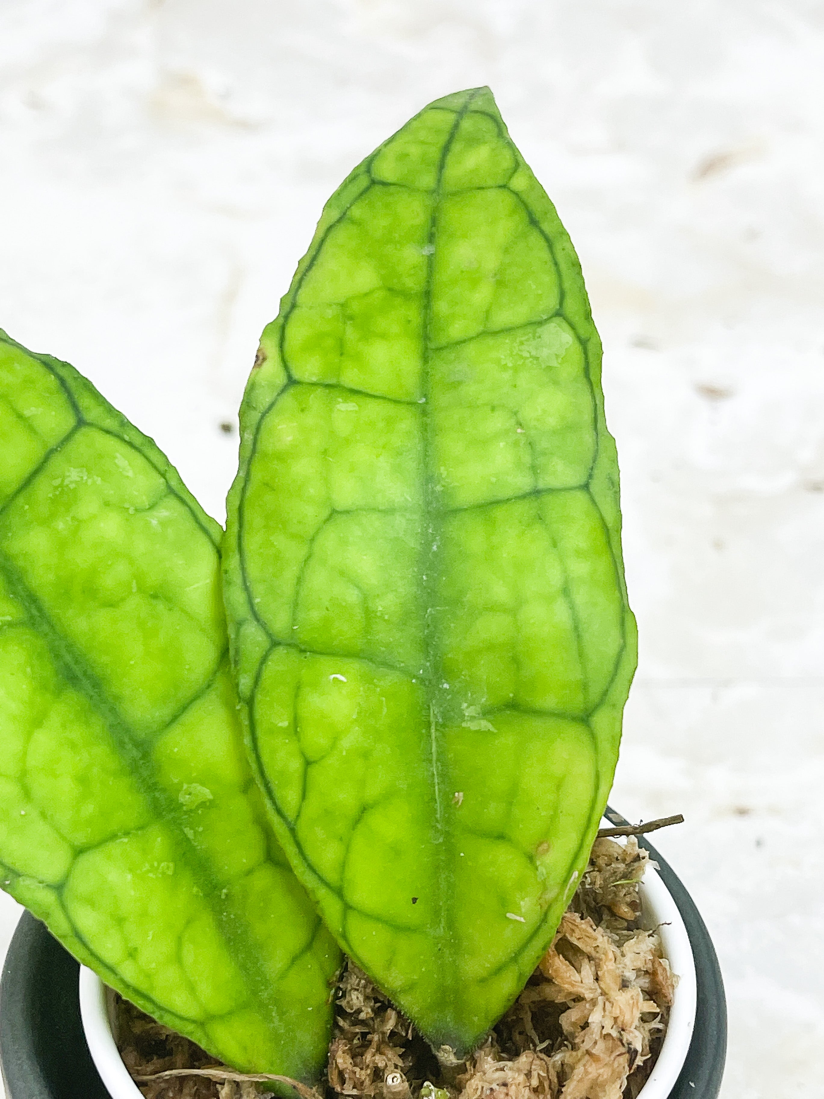 Hoya Finlaysonii  "Ripples Leaf"