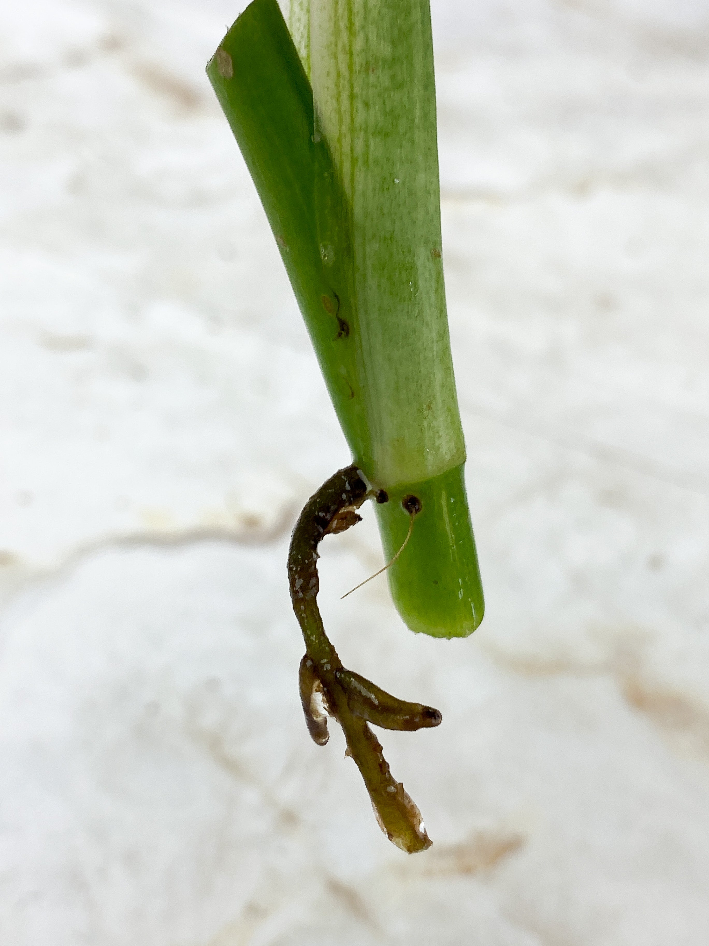 NOT FOR SALE: Monstera standleyana aurea rooting cutting: $55