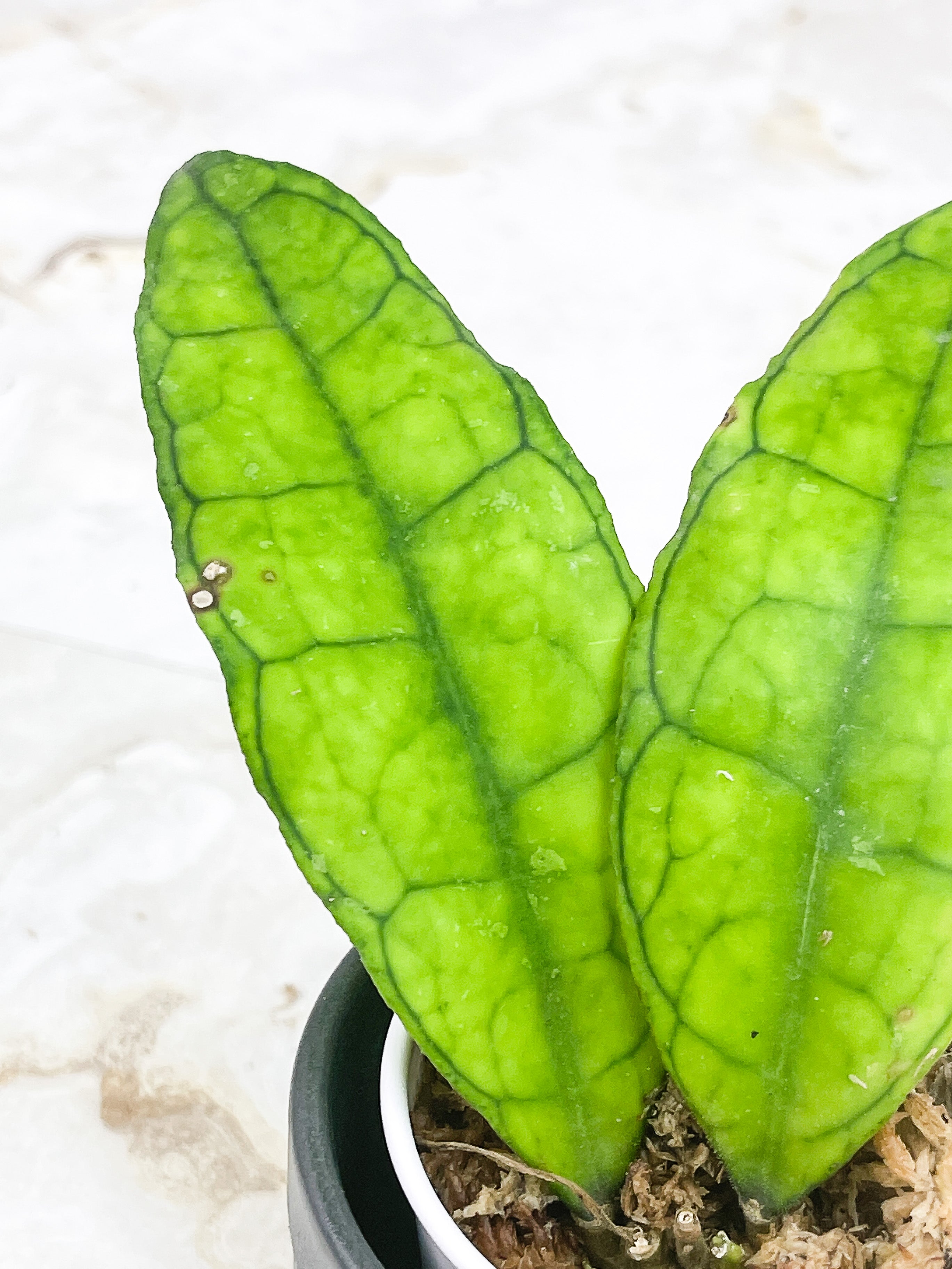 Hoya Finlaysonii  "Ripples Leaf"