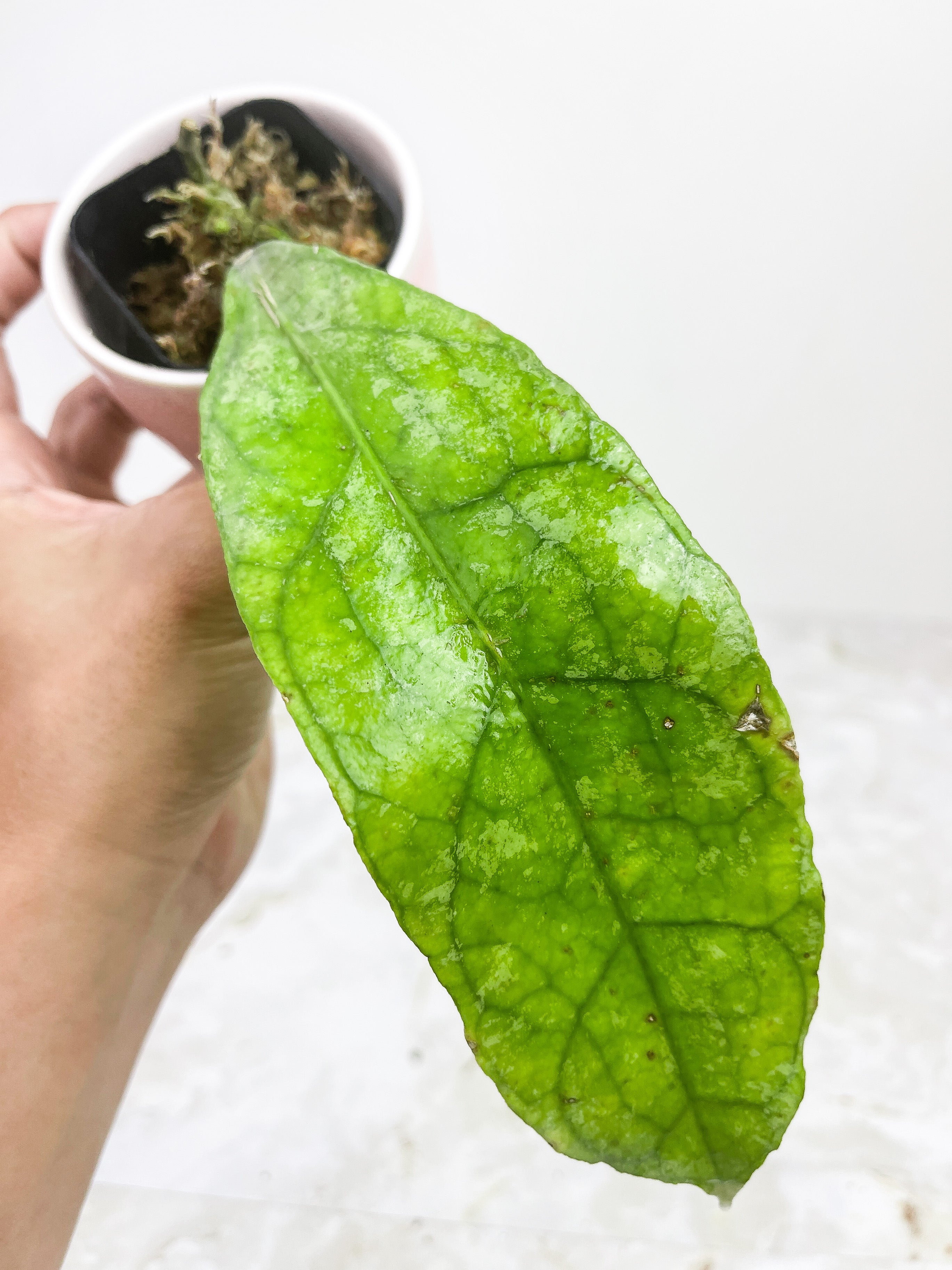 Hoya Perak Teddy Bear (Peninsularis)
