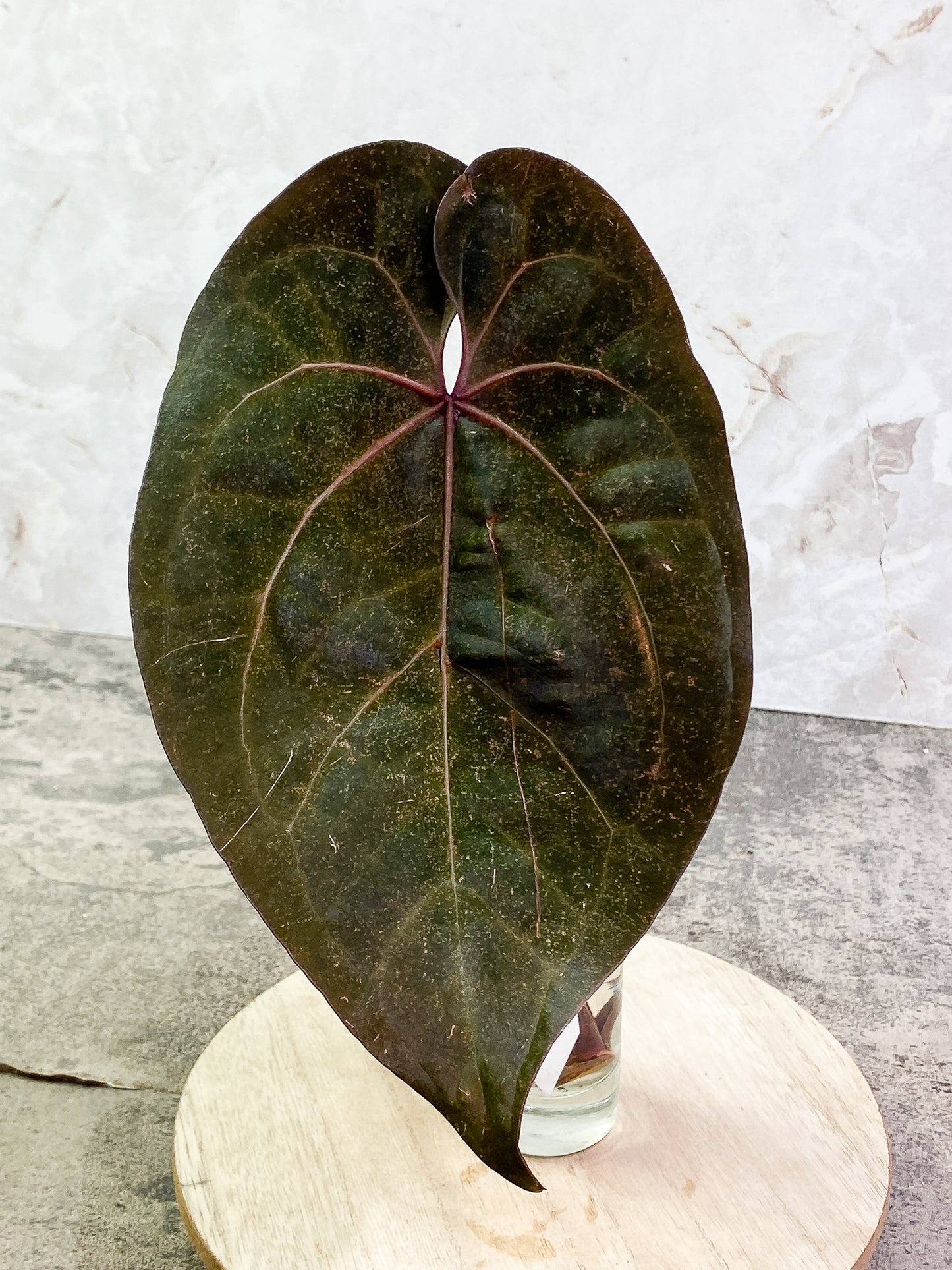 ANTHURIUM ACE OF SPADES 1 leaf 1 sprout Rooting