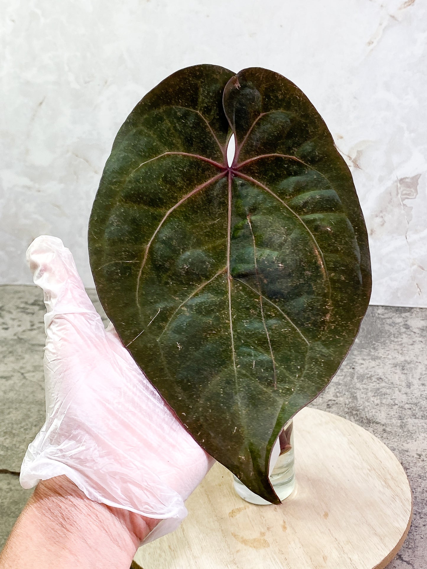 ANTHURIUM ACE OF SPADES 1 leaf 1 sprout Rooting