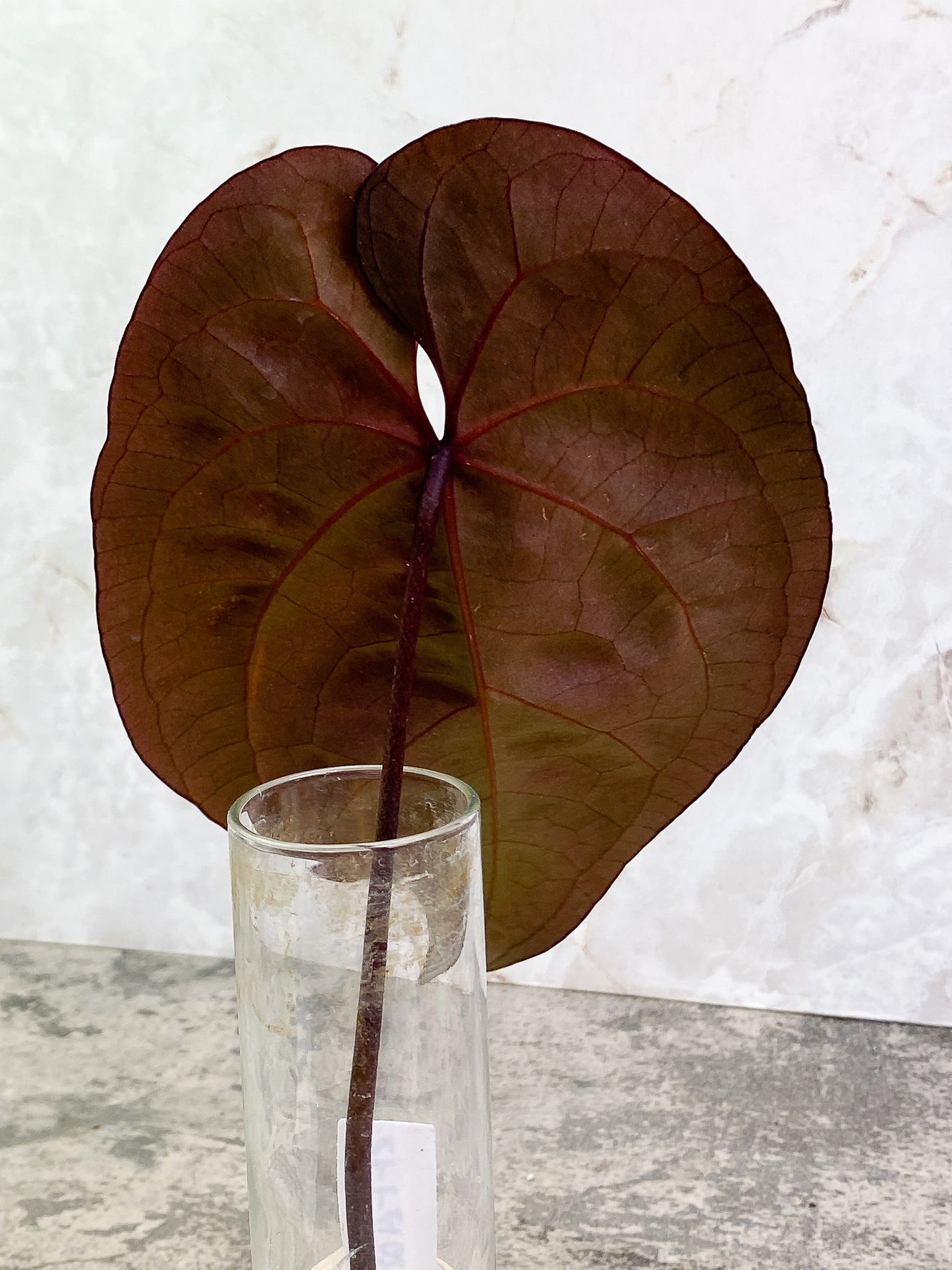 ANTHURIUM ACE OF SPADES 1 leaf 1 sprout Rooting