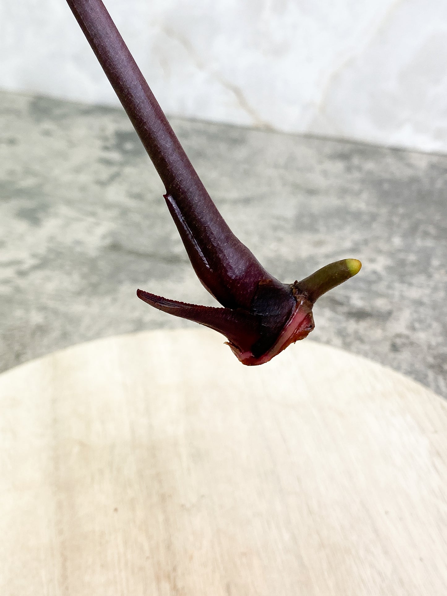 ANTHURIUM ACE OF SPADES 1 leaf 1 sprout Rooting