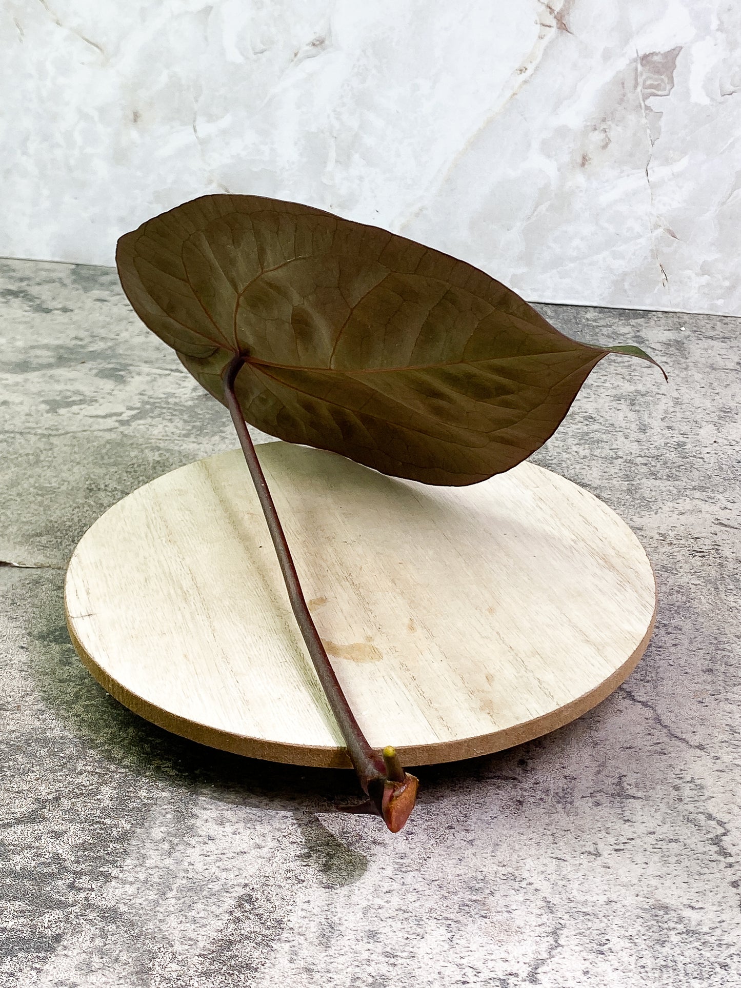 ANTHURIUM ACE OF SPADES 1 leaf 1 sprout Rooting