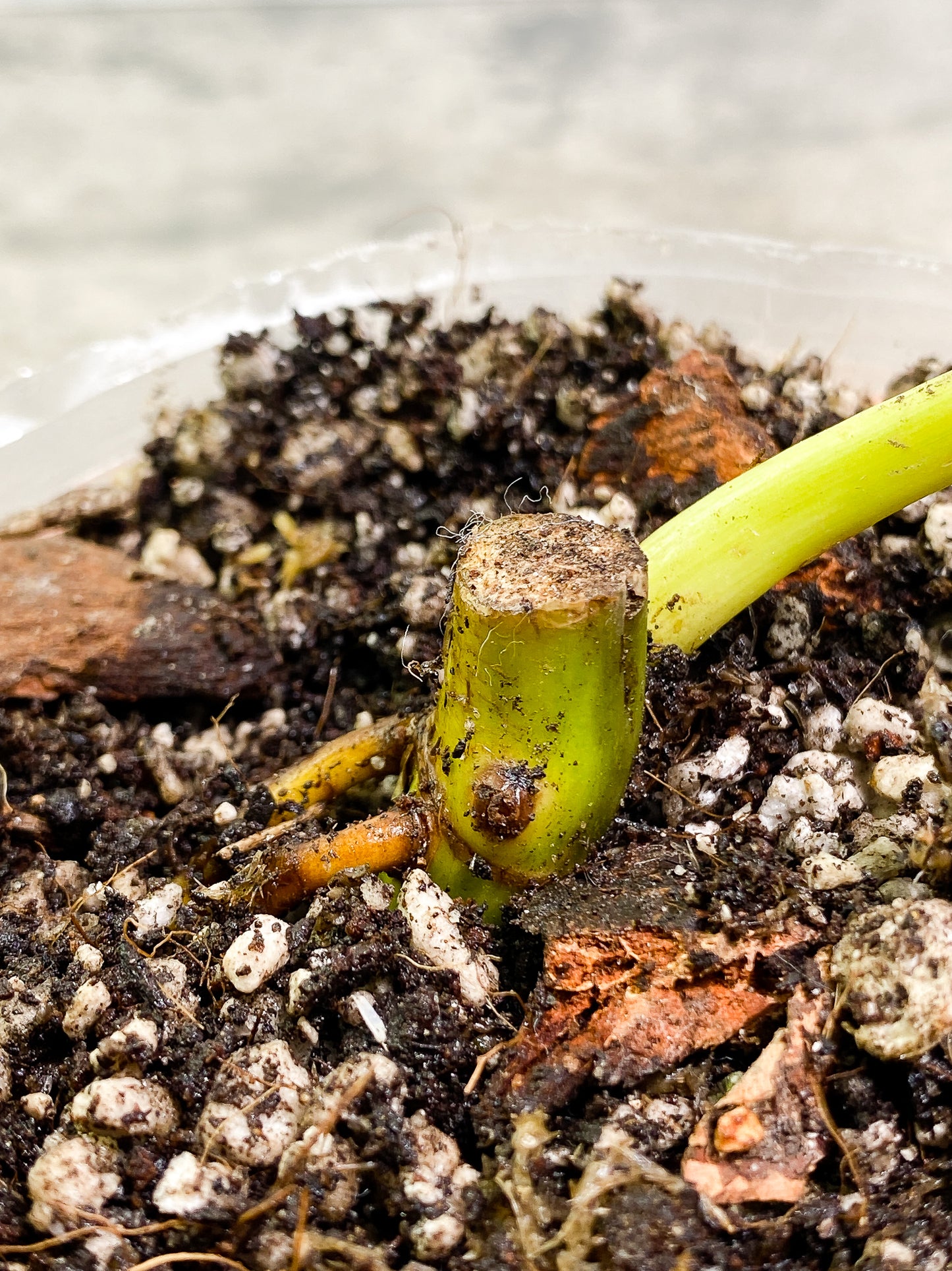 Philodendron Paraiso Verde node with 1 growth point fully rooted