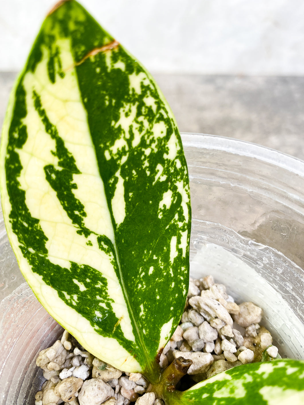 Variegated  zz plant unrooted 2 leaves