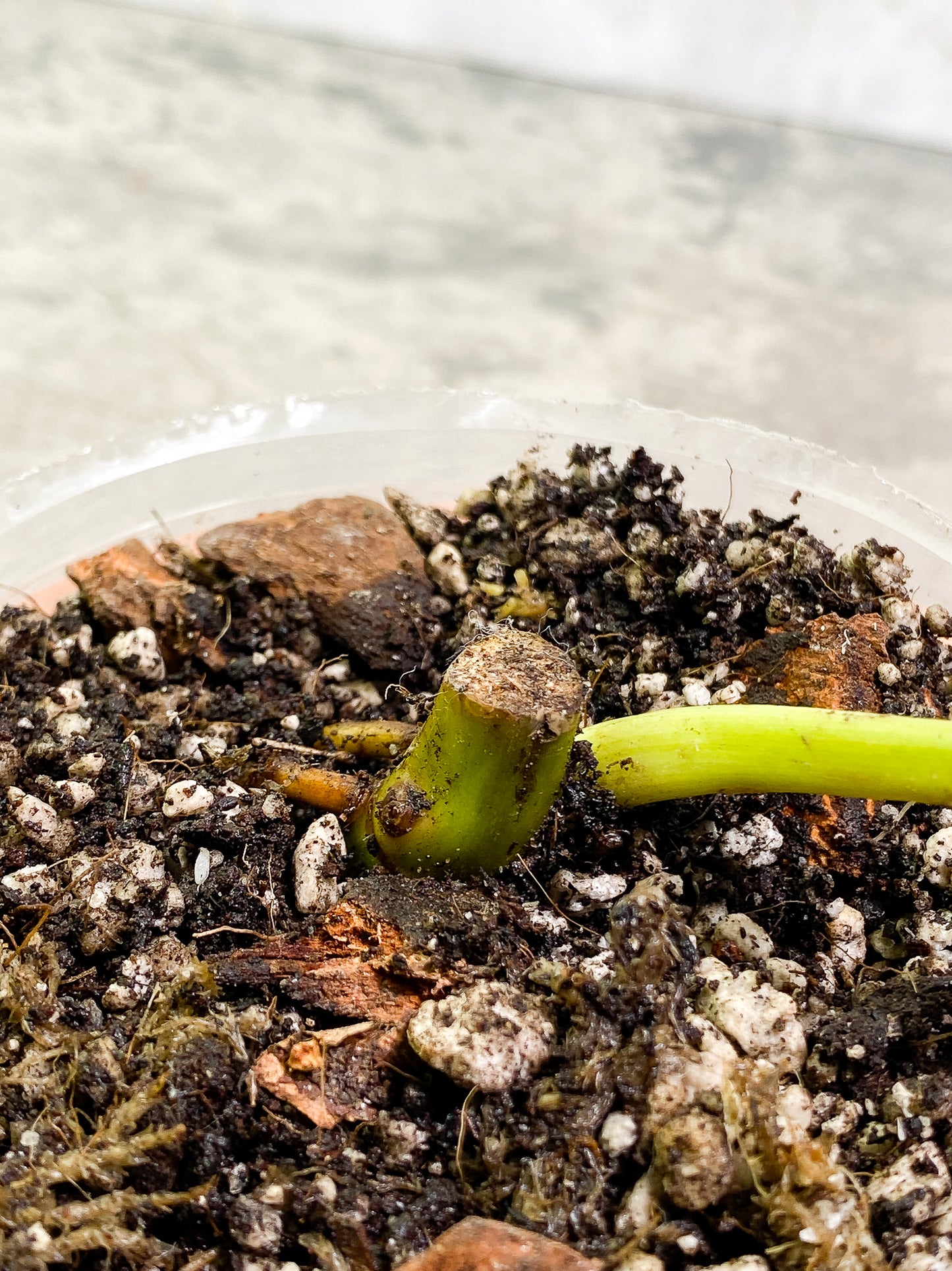 Philodendron Paraiso Verde node with 1 growth point fully rooted