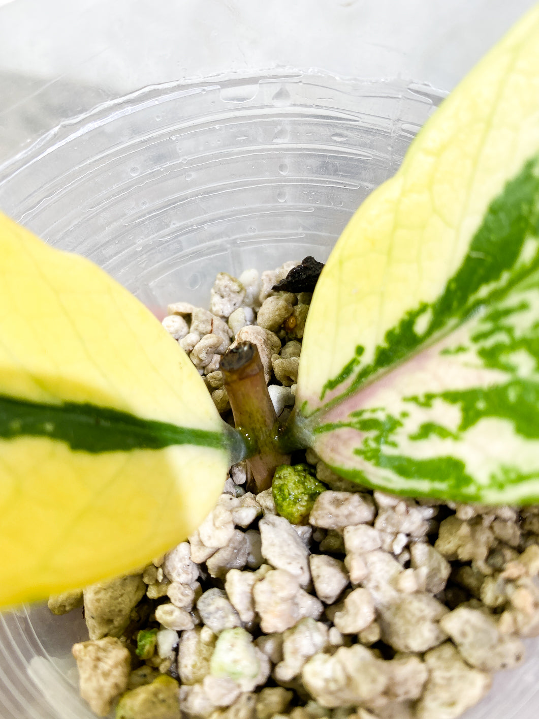 Variegated  zz plant unrooted 2 leaves