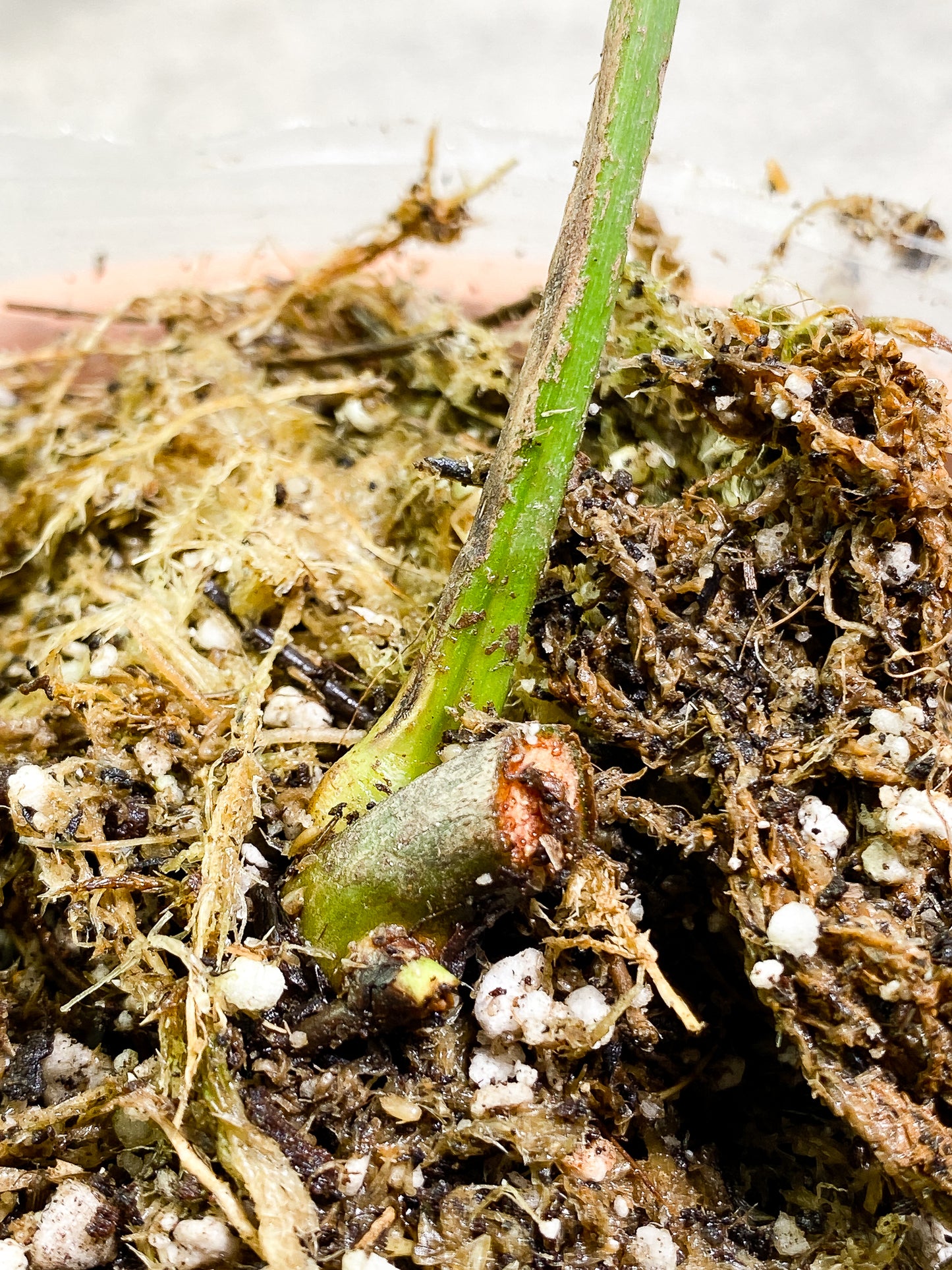 Philodendron Patriciae fully rooted node