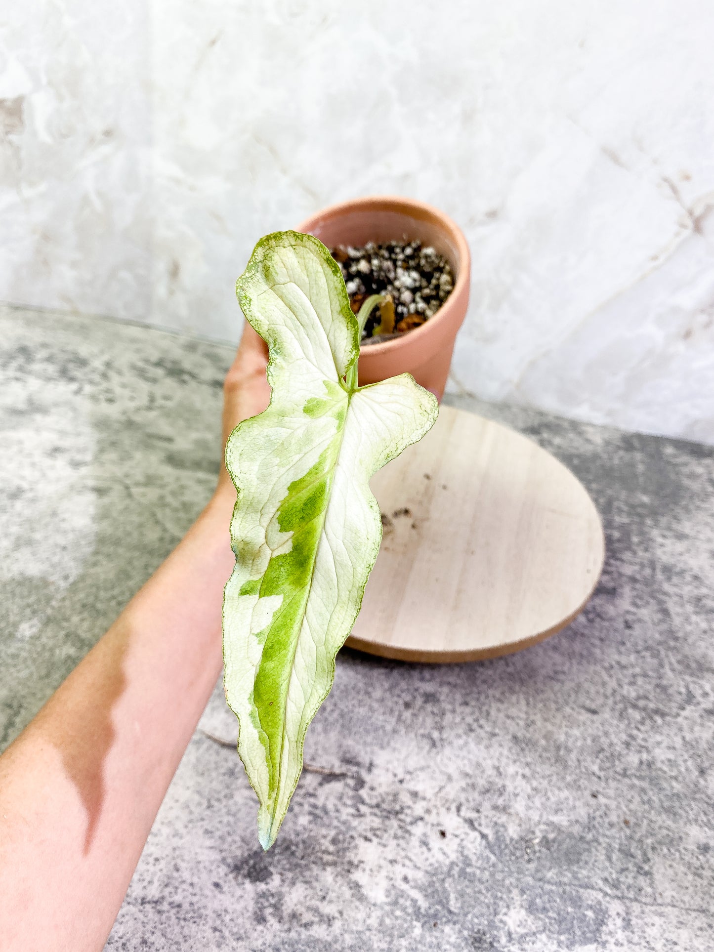 Syngonium 3king narrow form with 1 leaf and is rooted