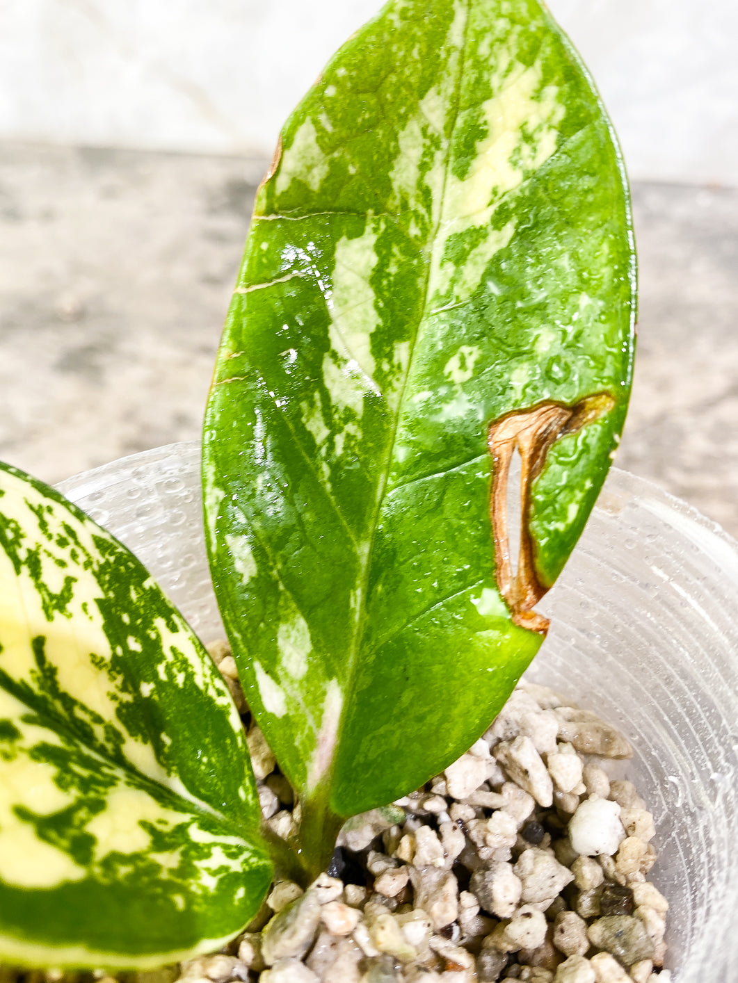 Variegated  zz plant unrooted 2 leaves