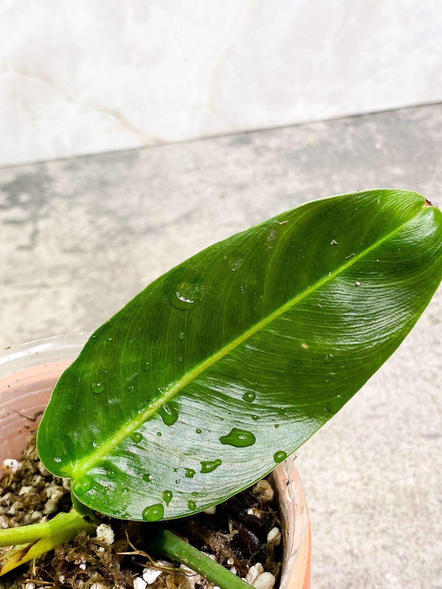 Philodendron Patriciae 1 leaf 1 sprout slightly rooted